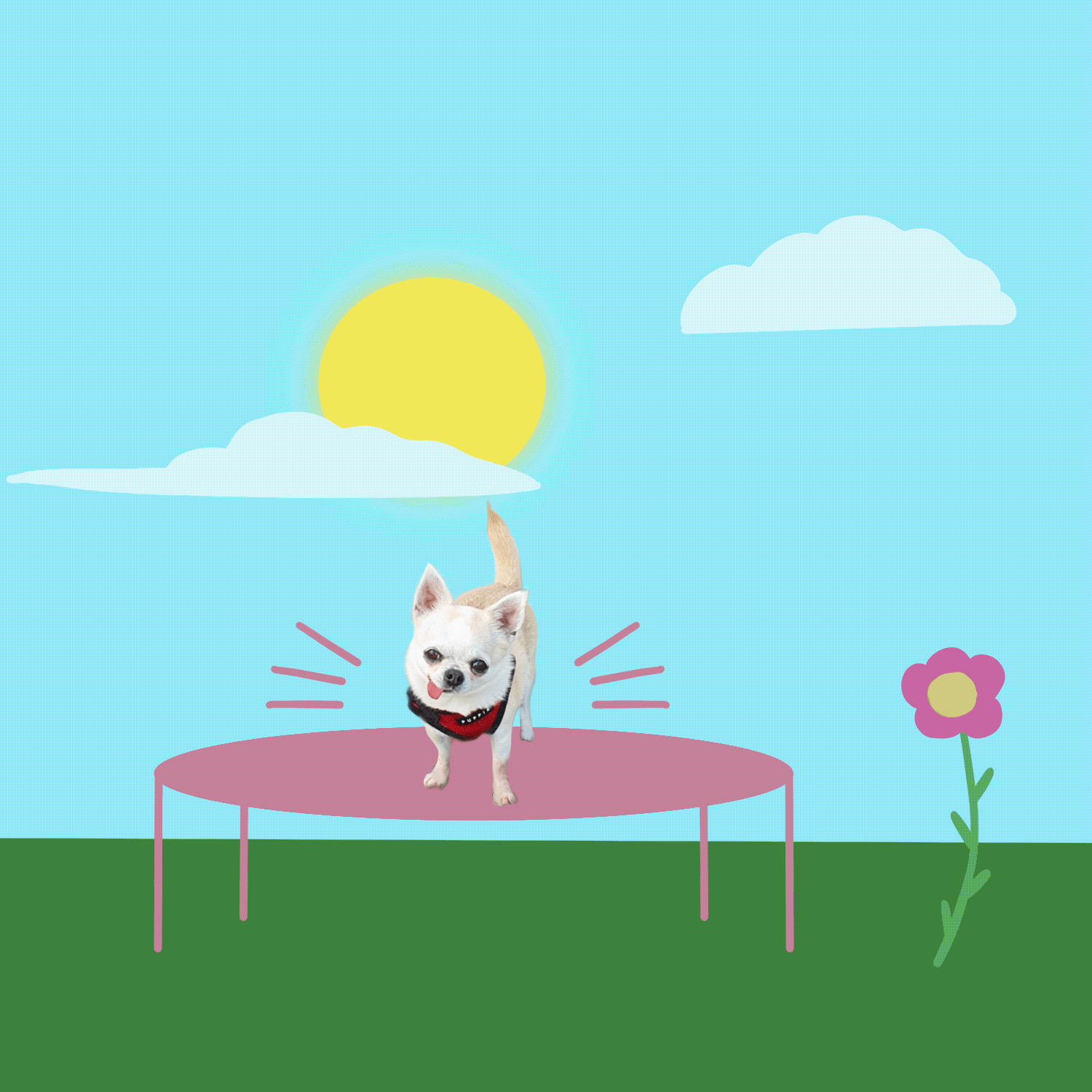 Pet GIF - image 1 - student project