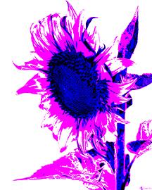 Sunflowers - image 4 - student project