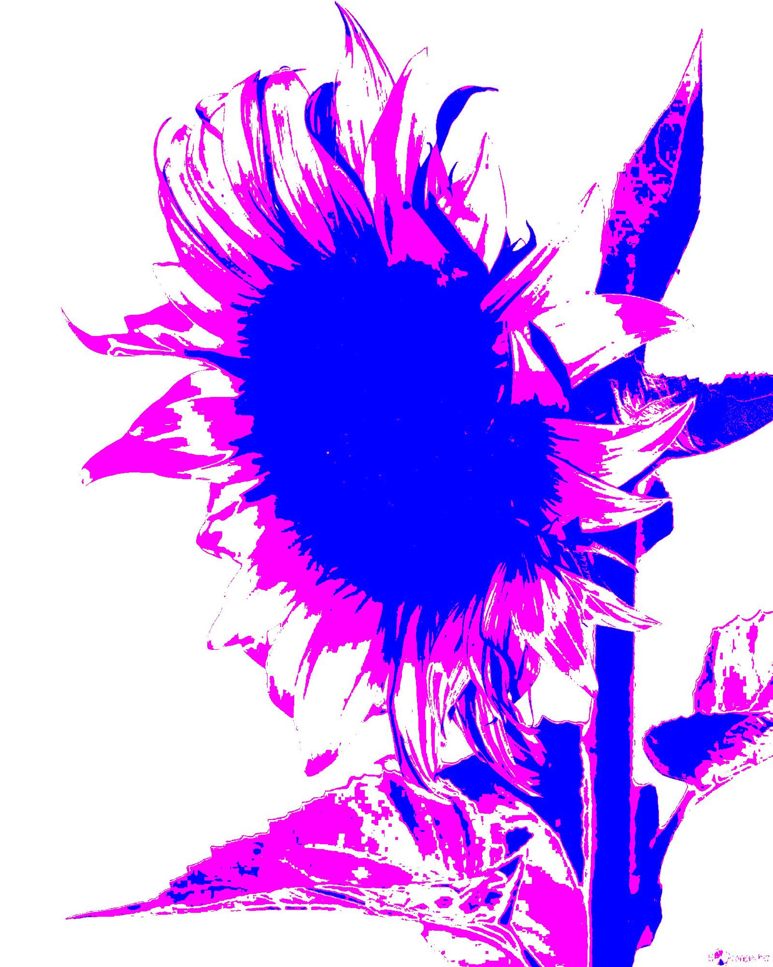 Sunflowers - image 3 - student project