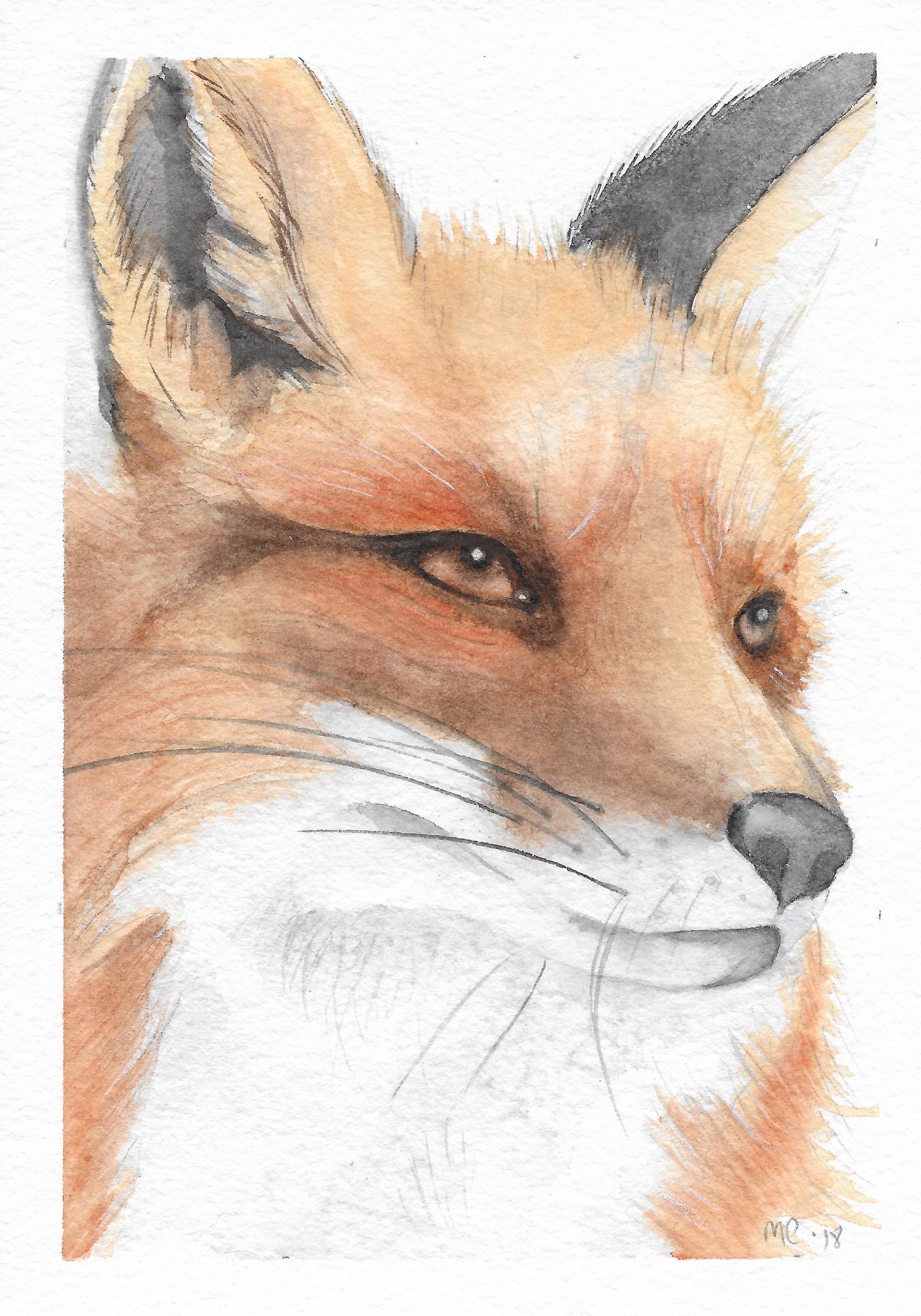 Fox - image 1 - student project