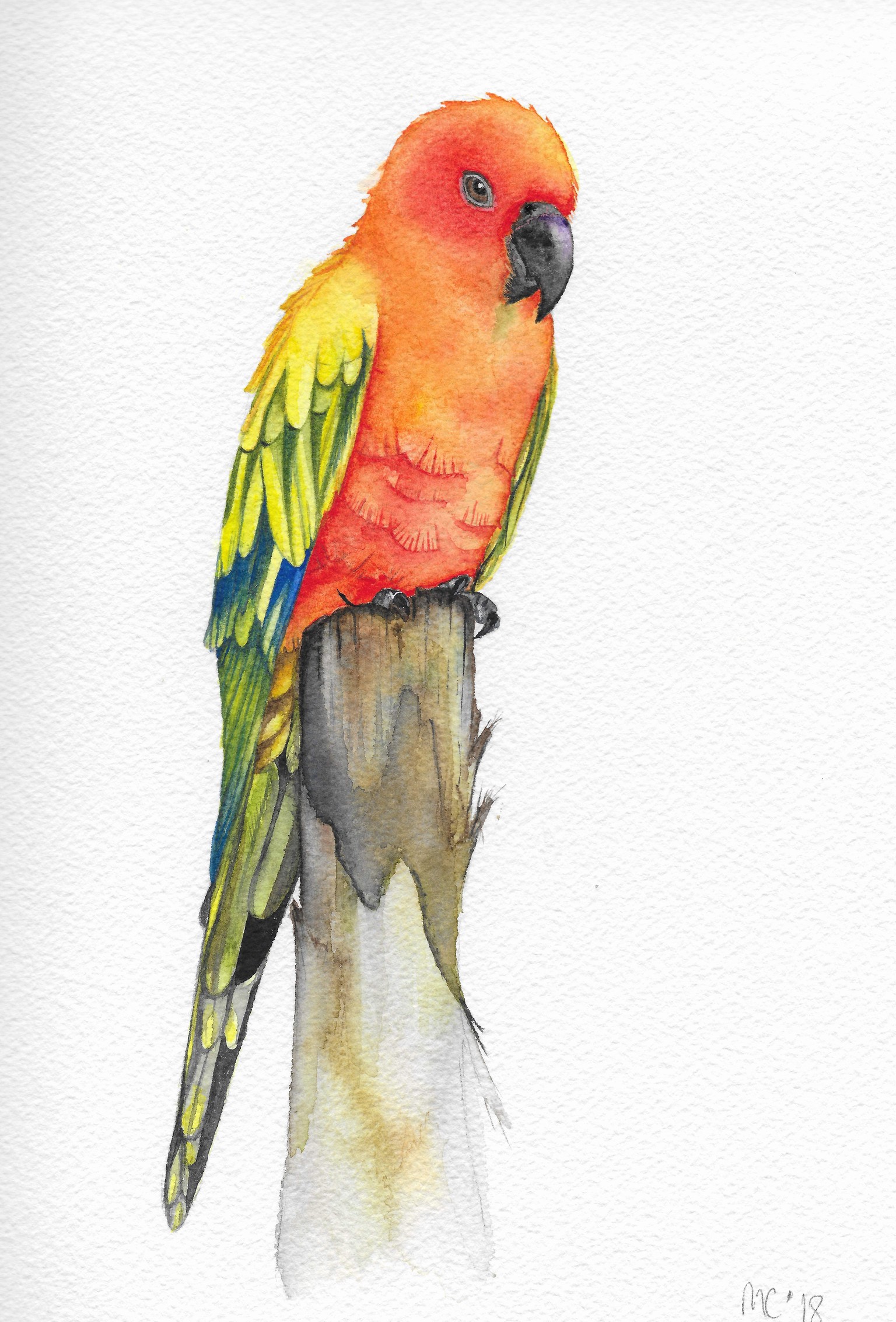 My Sun Conure - image 1 - student project