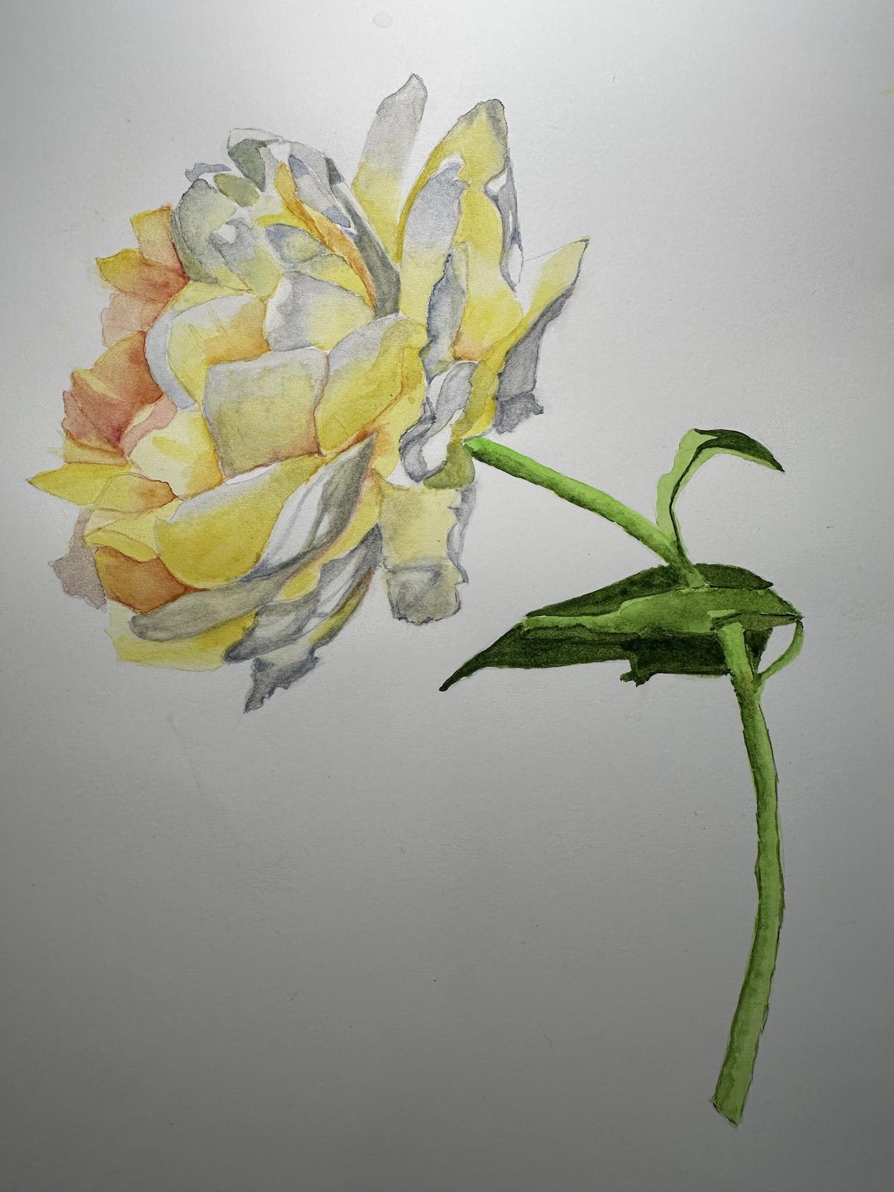 Yellow rose - image 1 - student project