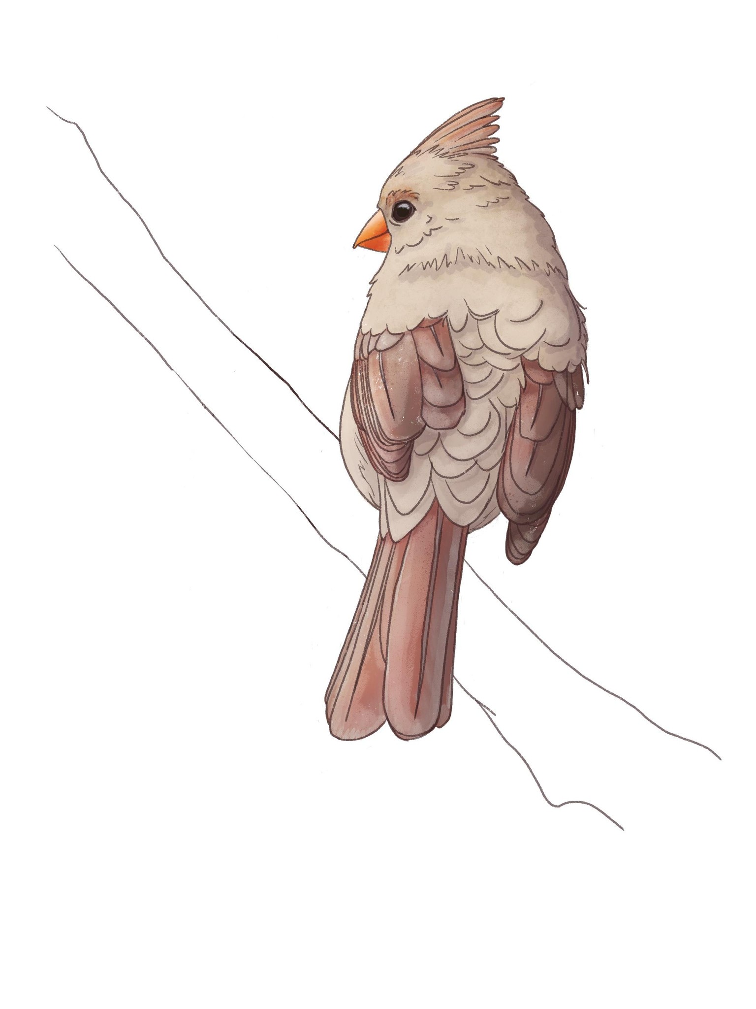 Lady Cardinal - image 1 - student project
