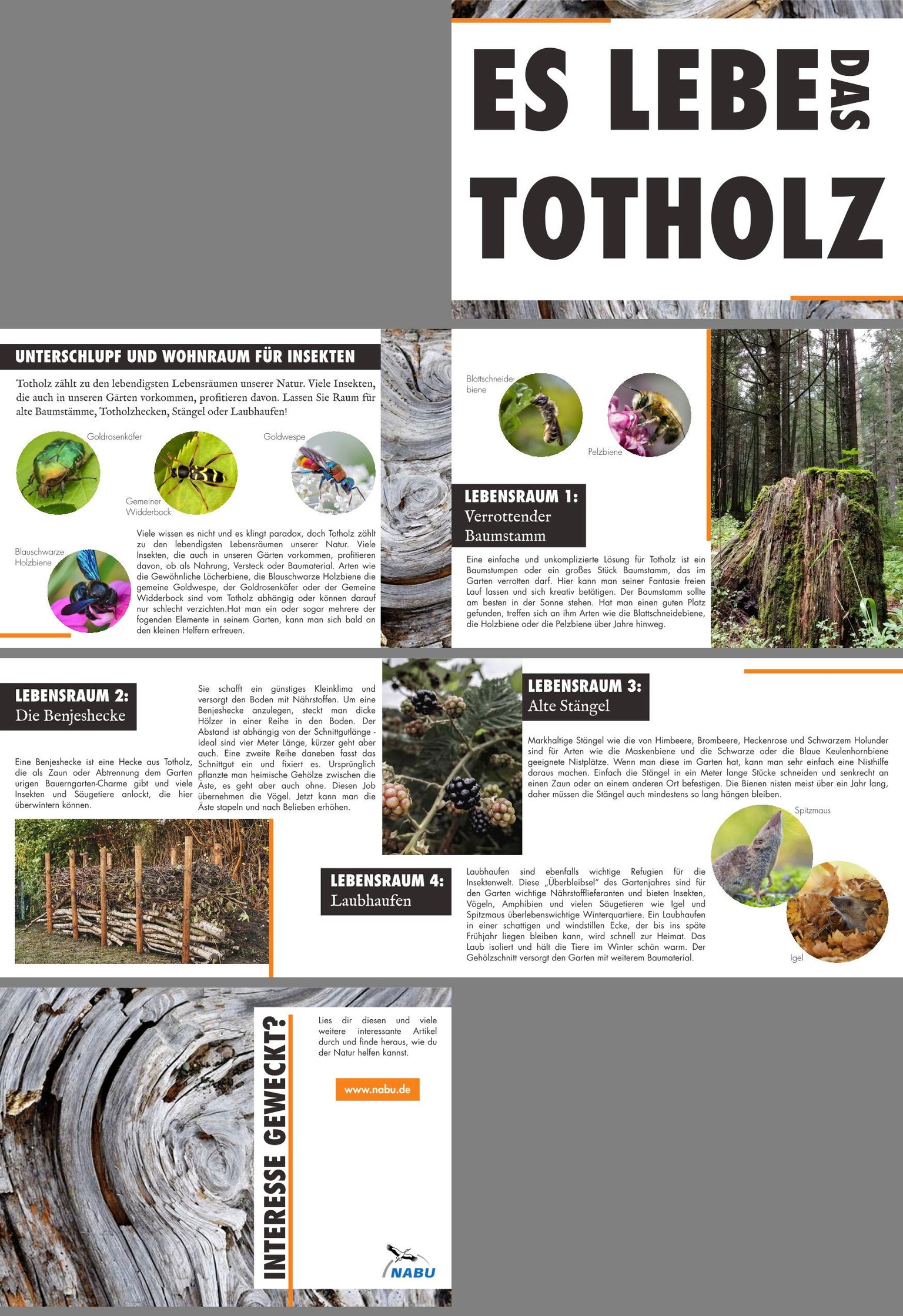 Es lebe das Holz - Booklet about dead wood - image 1 - student project