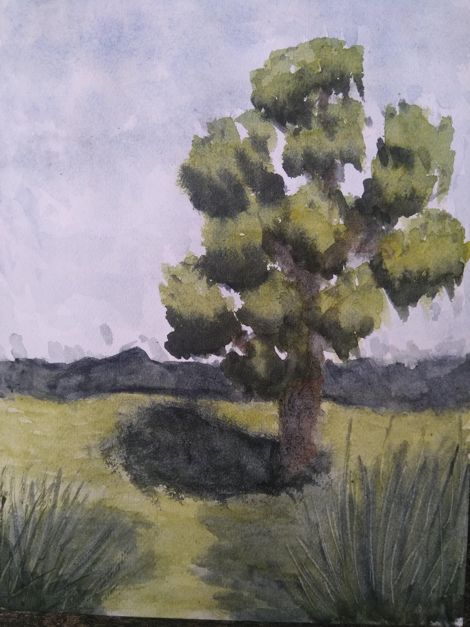 Watercolour Tree study - image 1 - student project