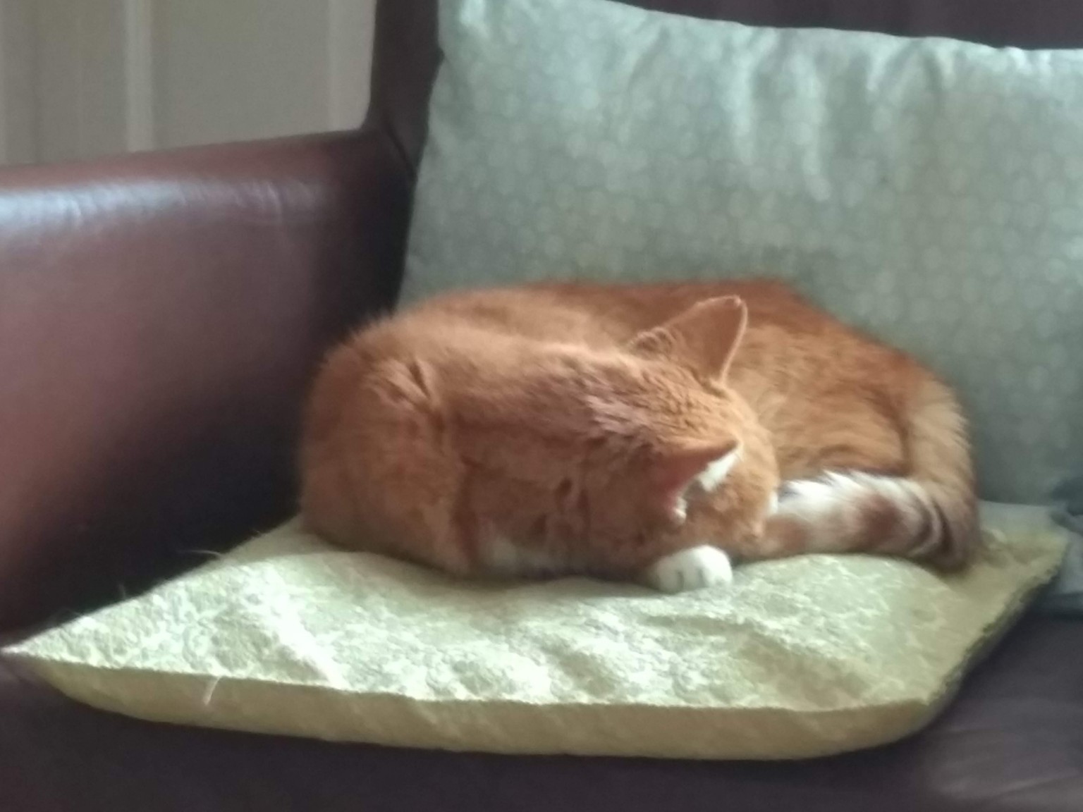 Sleeping cat - image 2 - student project