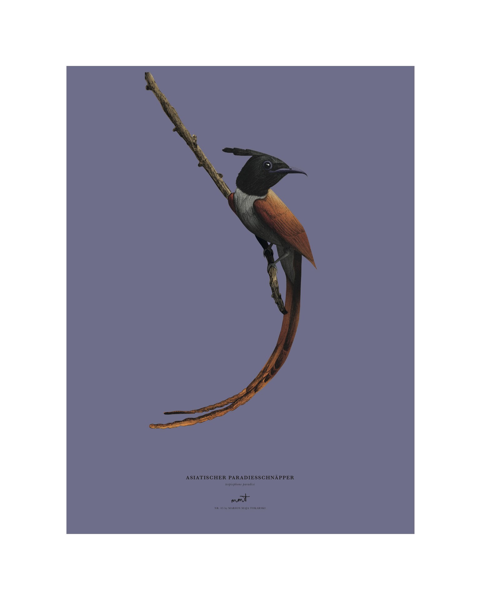 Birds - image 5 - student project