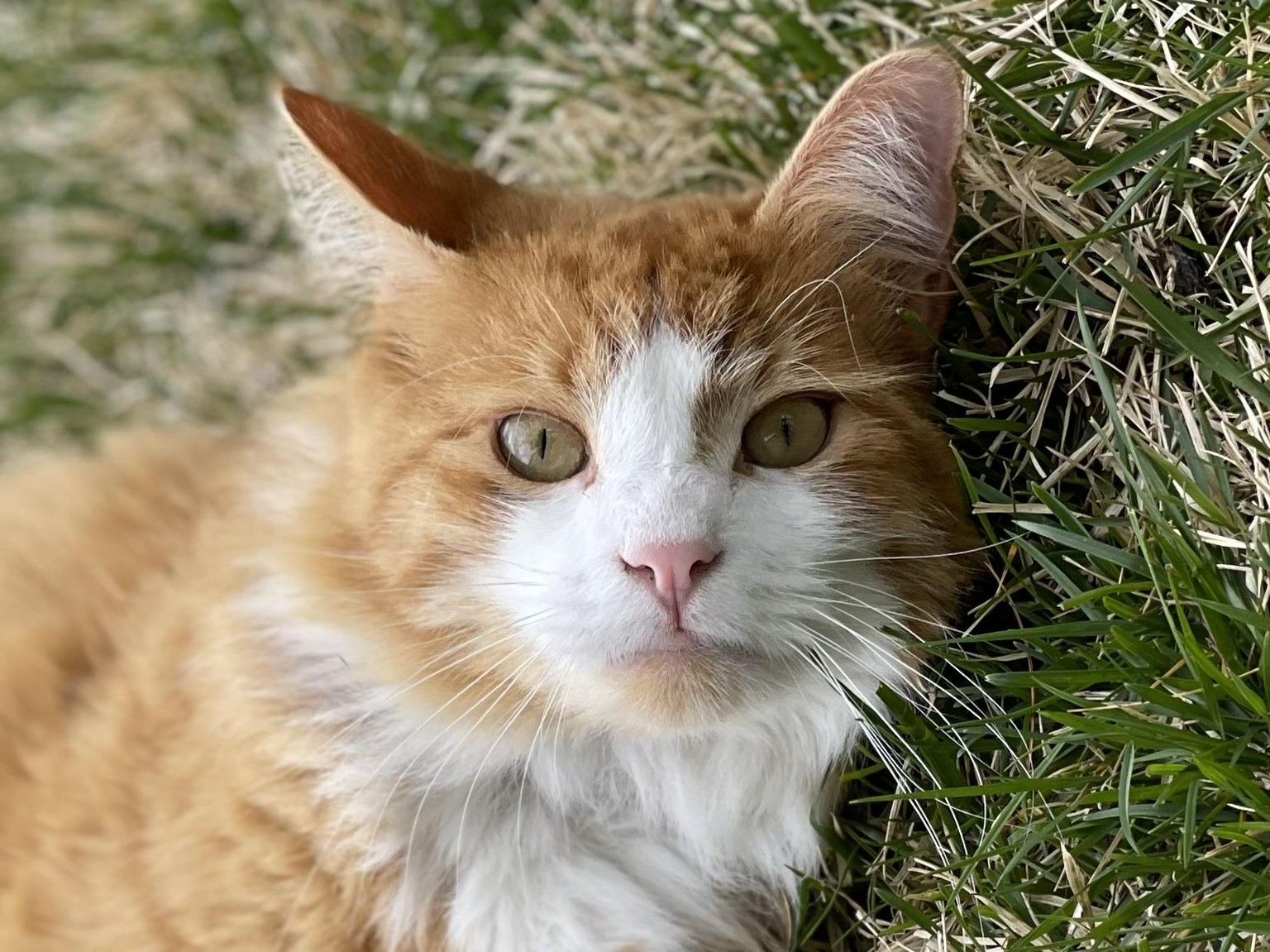 Cute Cat Portrait - image 1 - student project