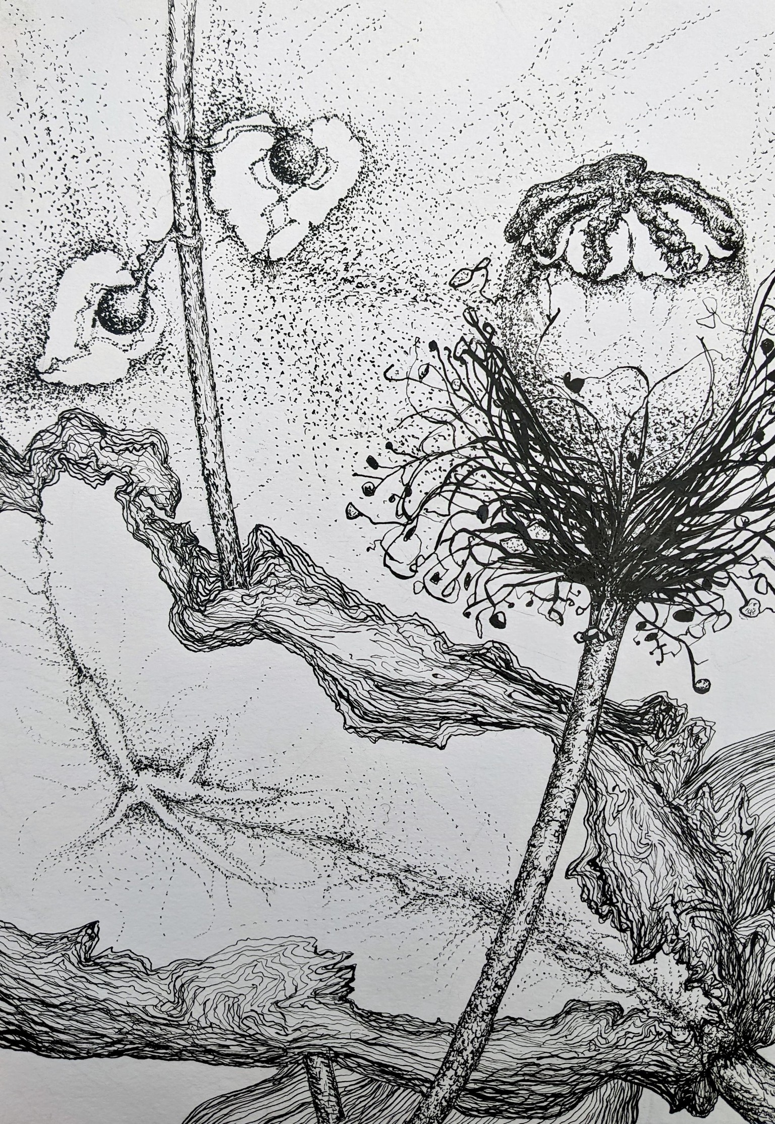 Poppy seed head - image 1 - student project