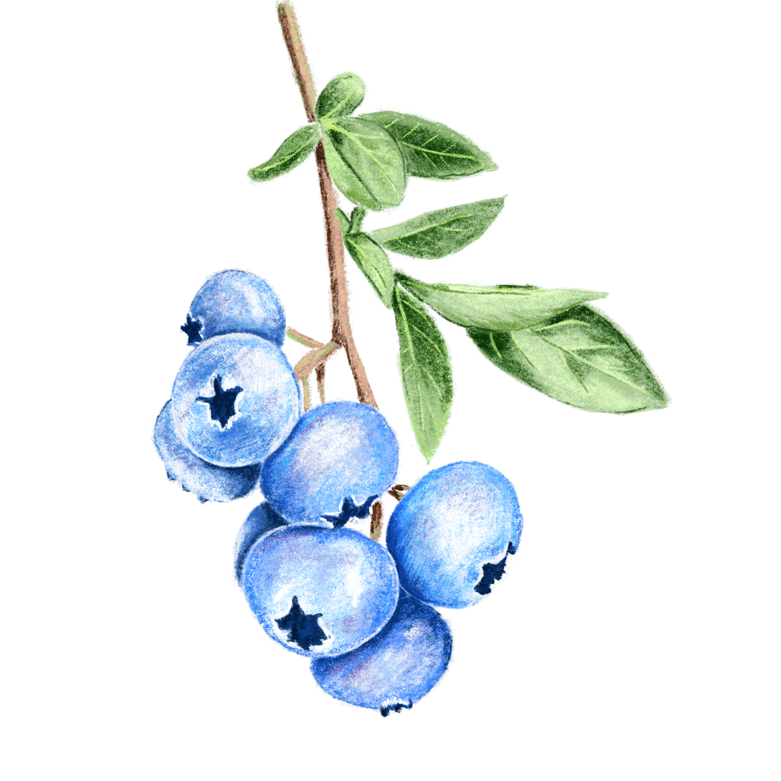 Procreate illustration - image 1 - student project