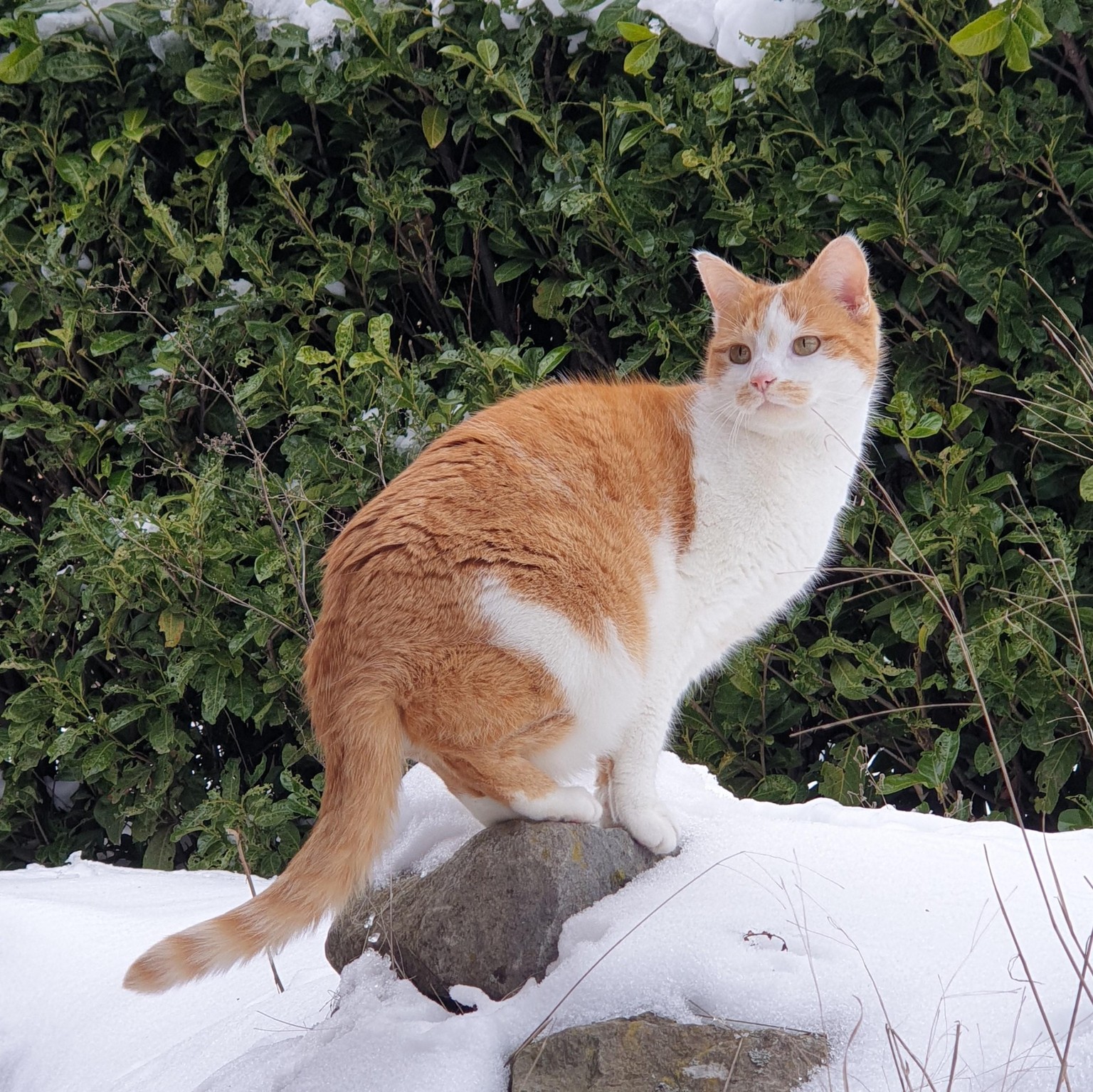 Adventure Cat - image 3 - student project