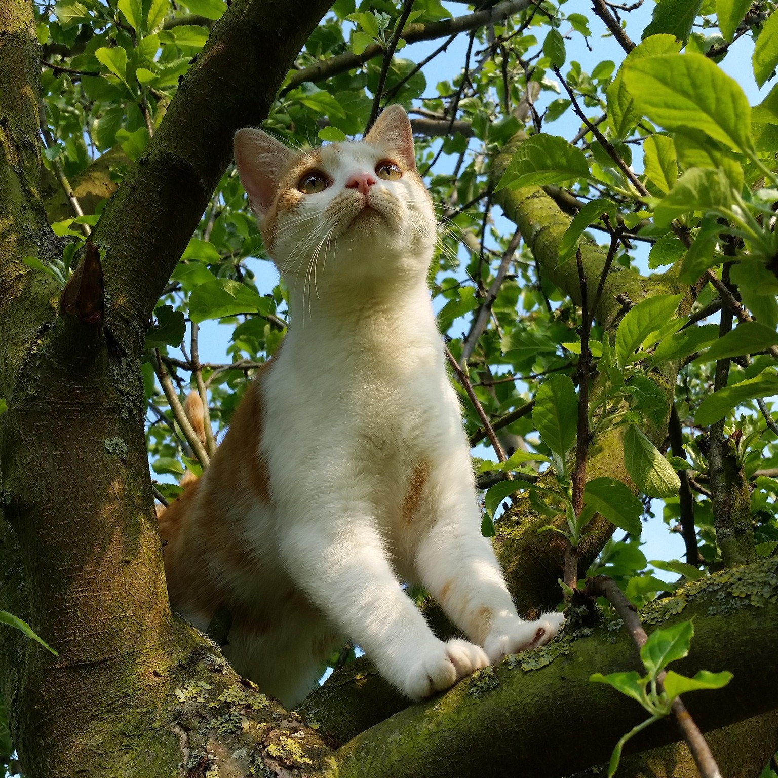 Adventure Cat - image 4 - student project