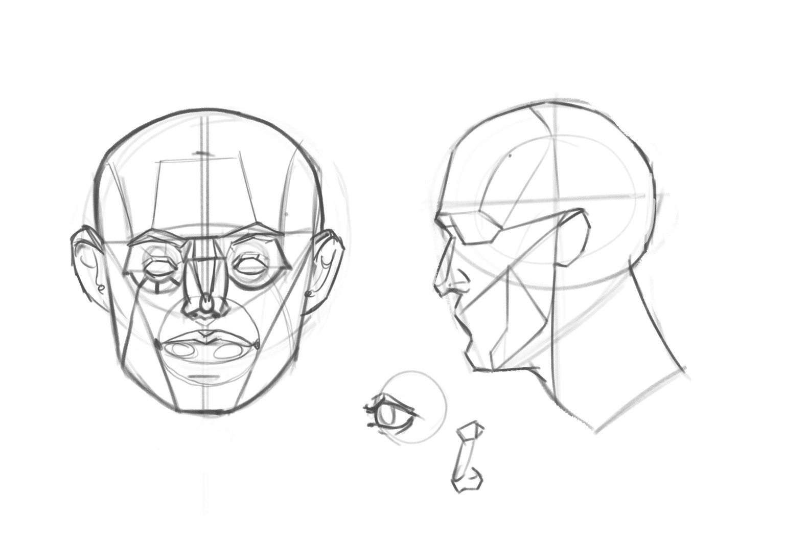 Head construction study - image 1 - student project