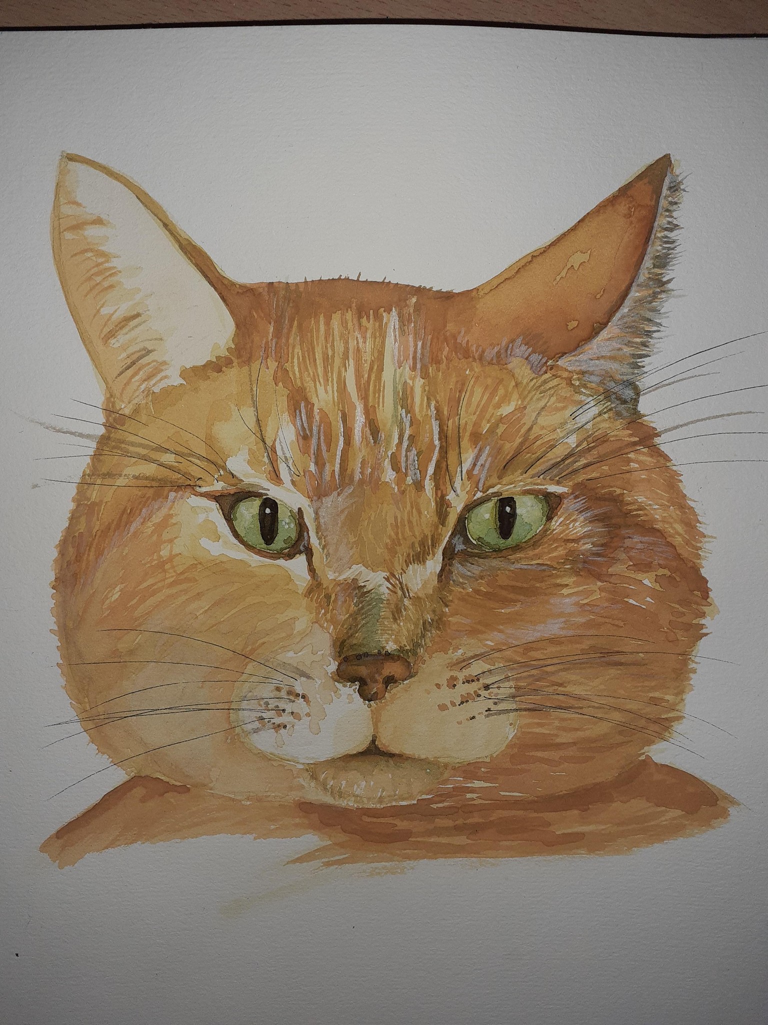 Cat Rosso - image 1 - student project
