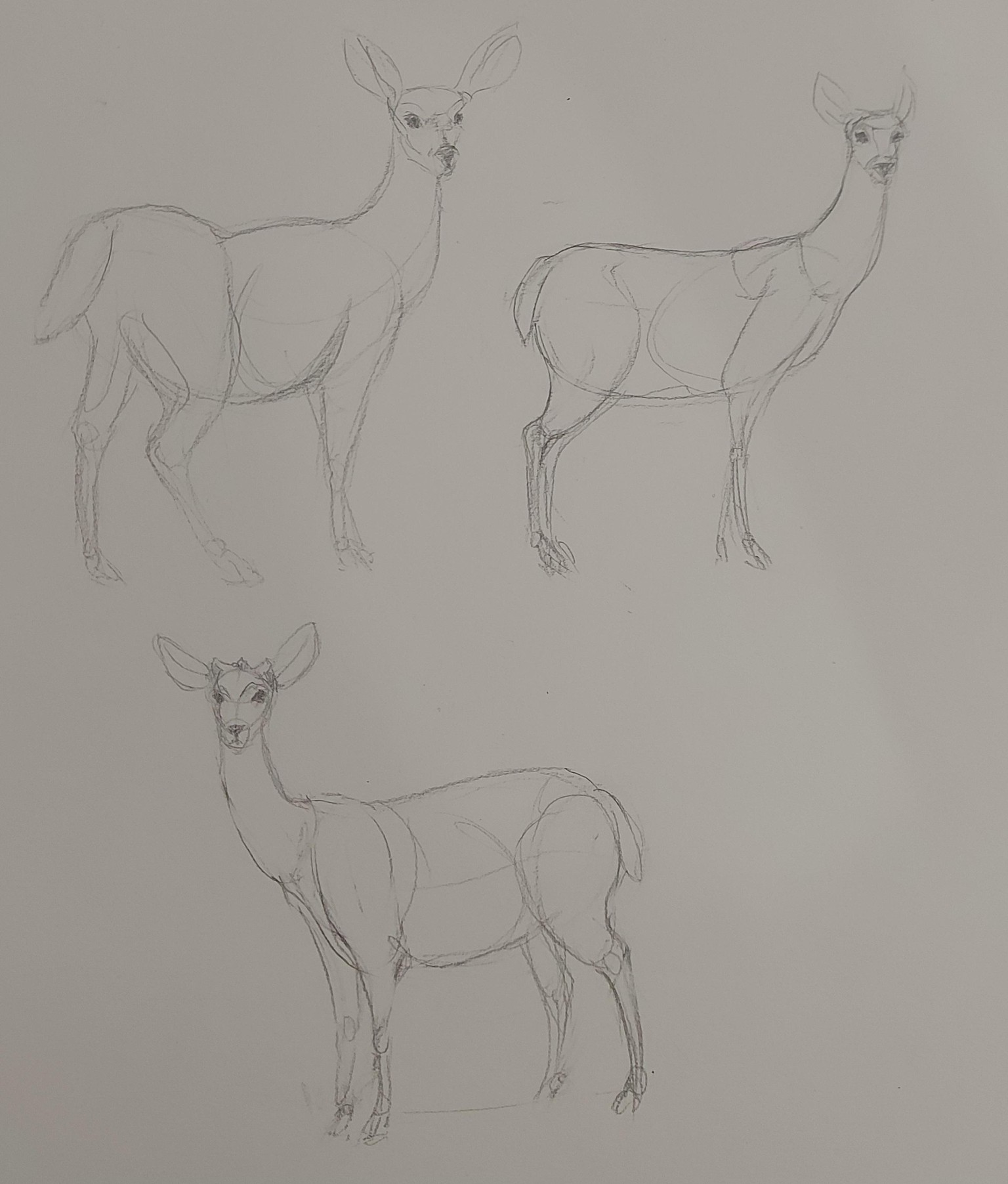 How to Draw: A Beginner’s Guide - Part 1 of The Drawing Laboratory - image 8 - student project