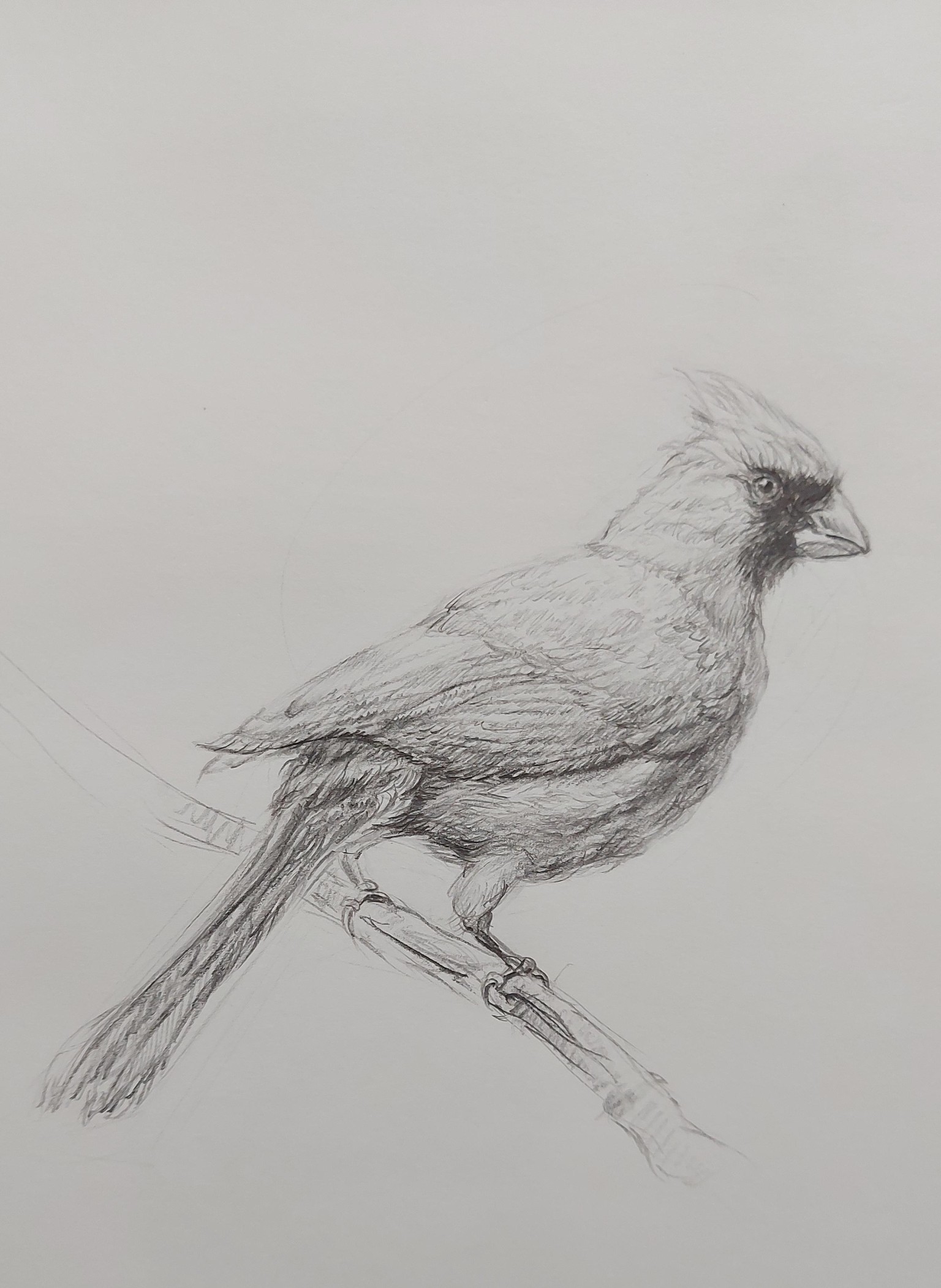 How to Draw: A Beginner’s Guide - Part 1 of The Drawing Laboratory - image 1 - student project