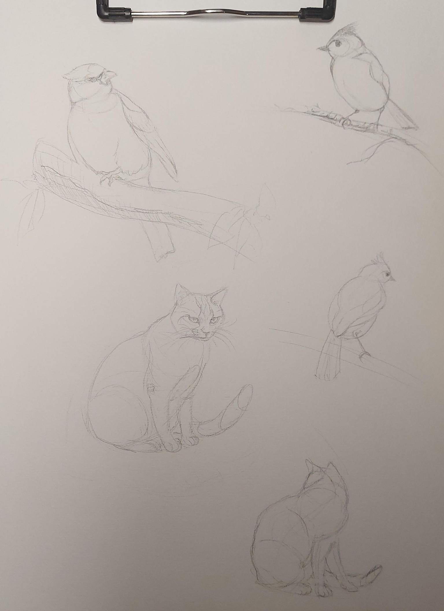 How to Draw: A Beginner’s Guide - Part 1 of The Drawing Laboratory - image 7 - student project