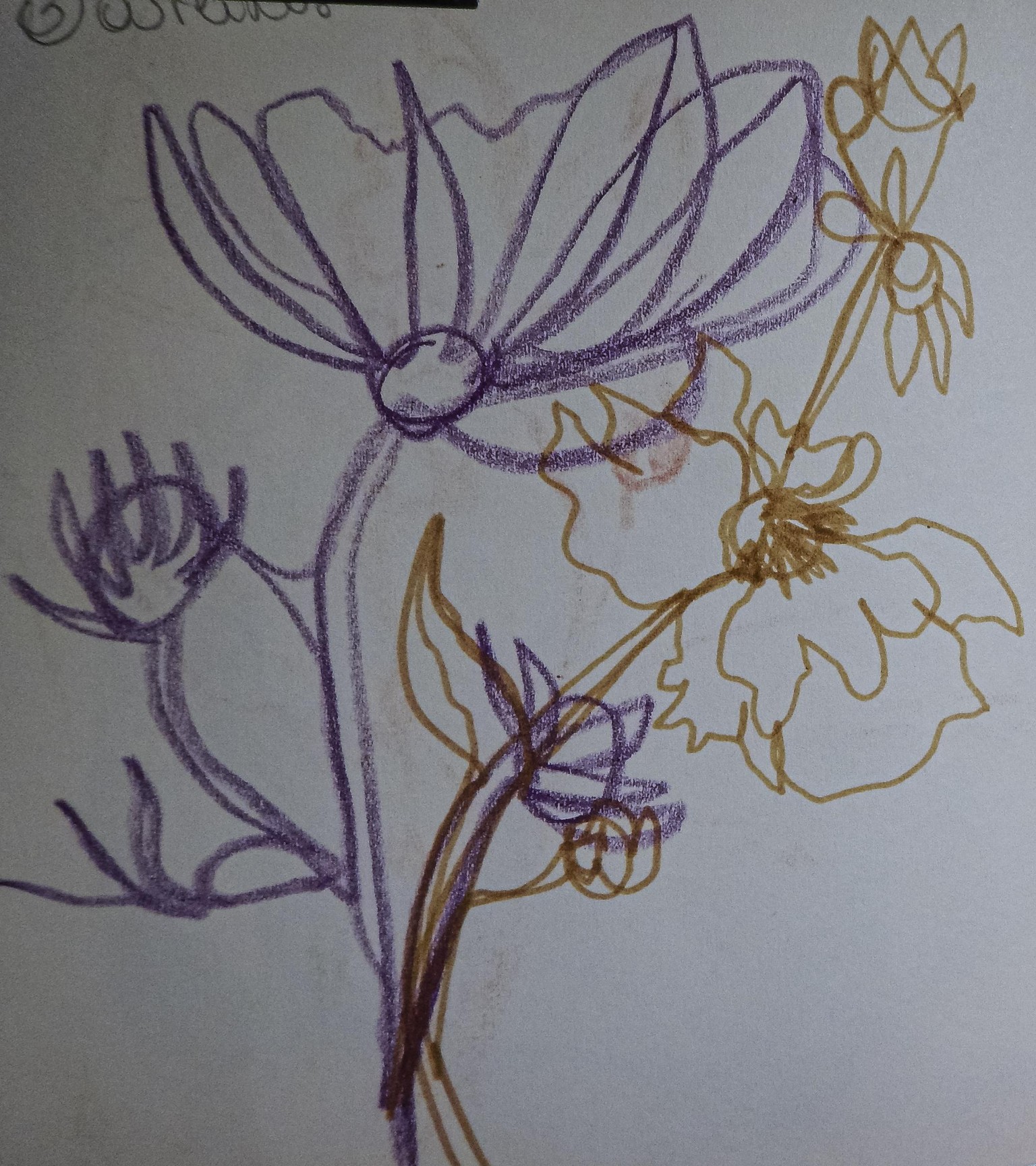 Sketchbook seeds - image 4 - student project