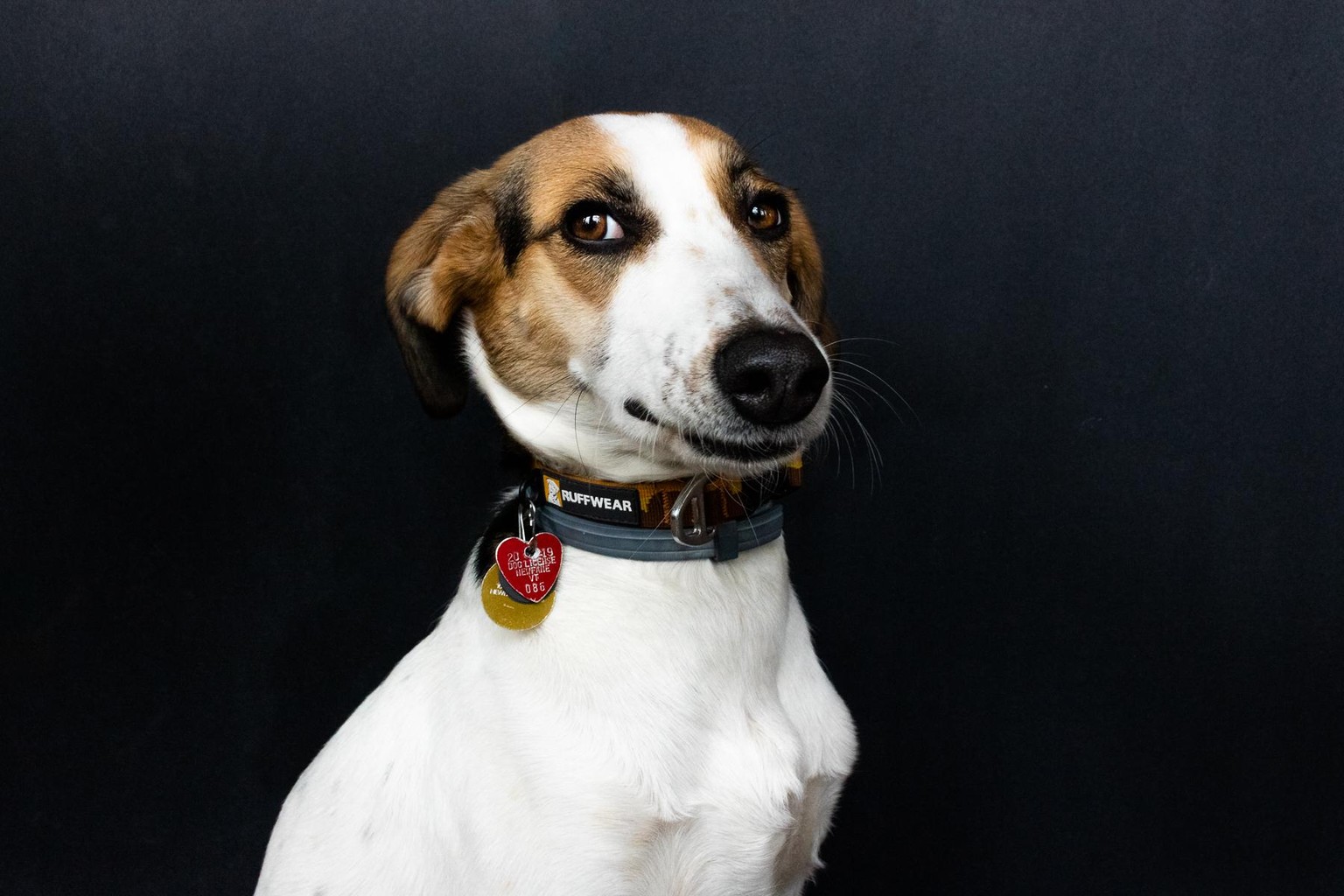 Pet Portraits: Gidget - image 3 - student project