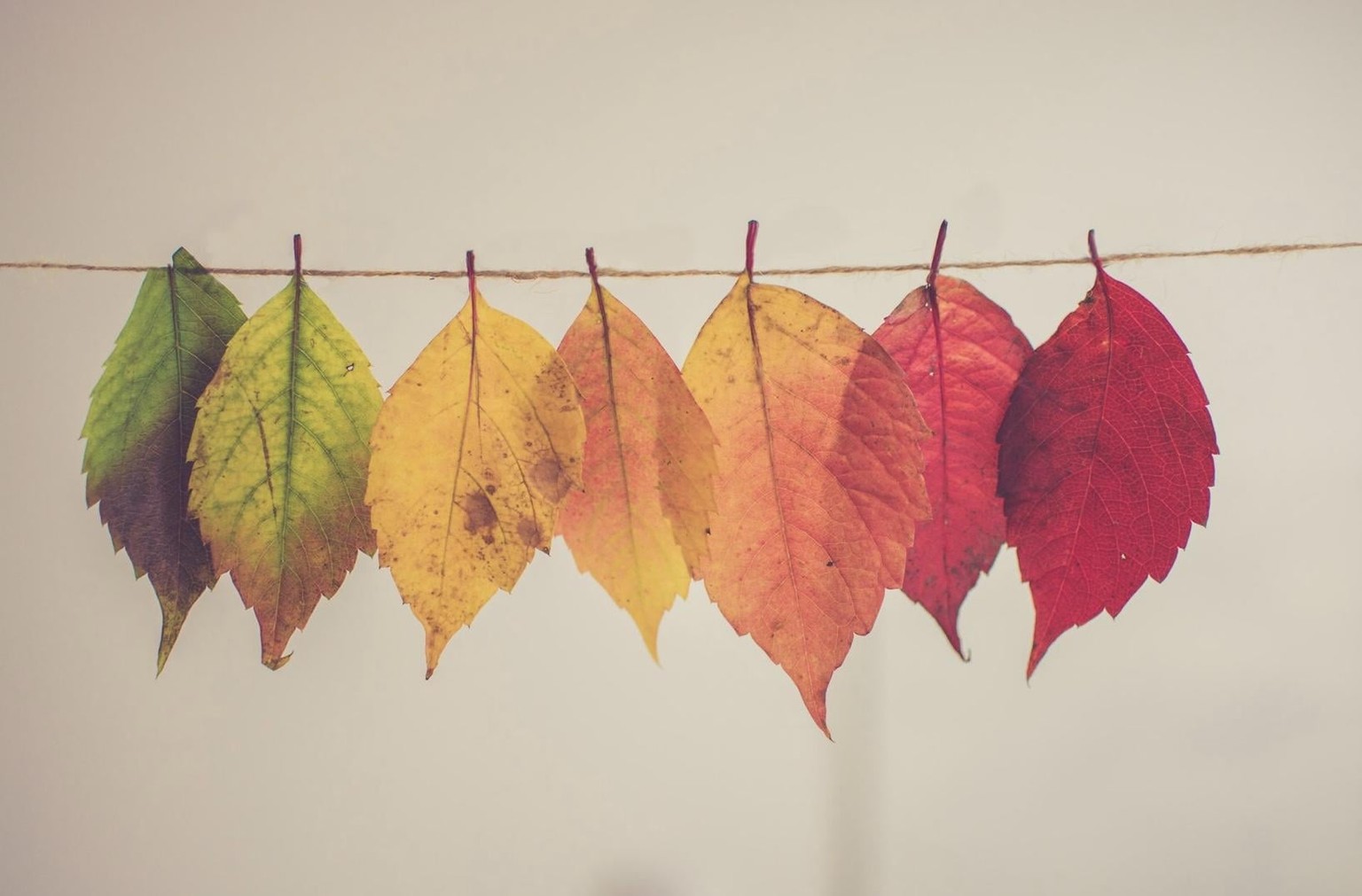 Fall color palette - image 1 - student project