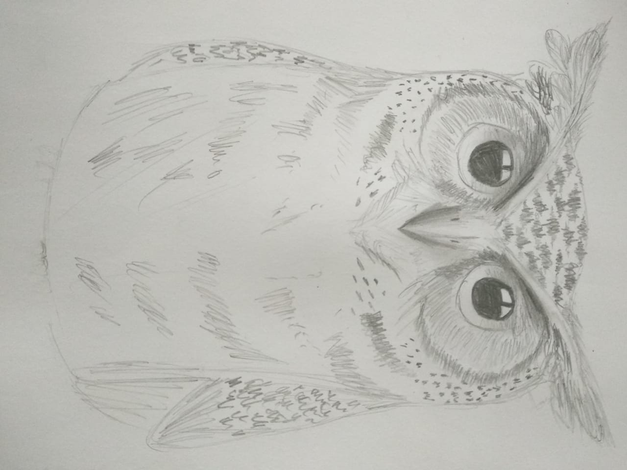 owl doodle - image 1 - student project