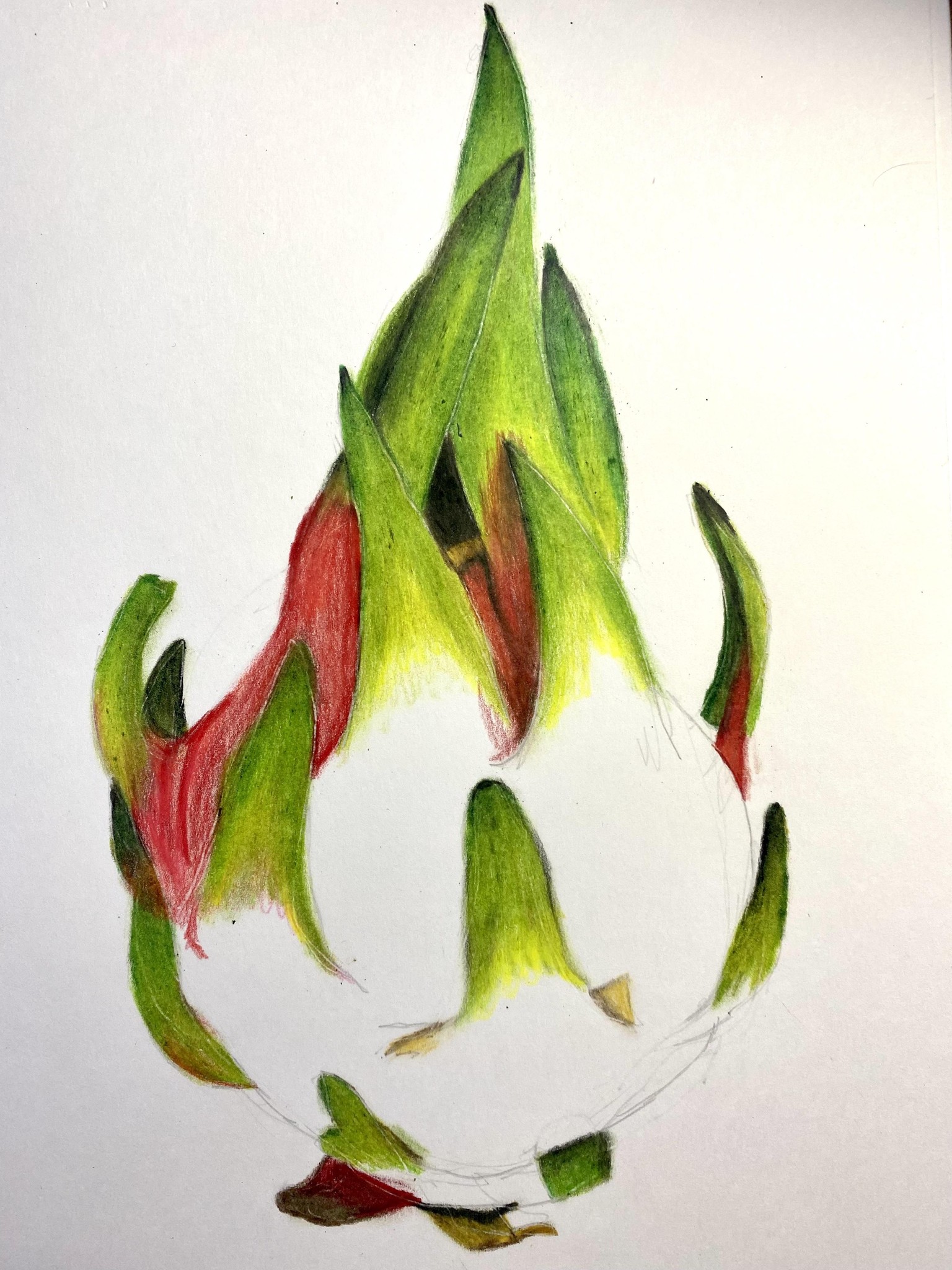 My first coloured pencil drawing - dragonfruit - image 3 - student project