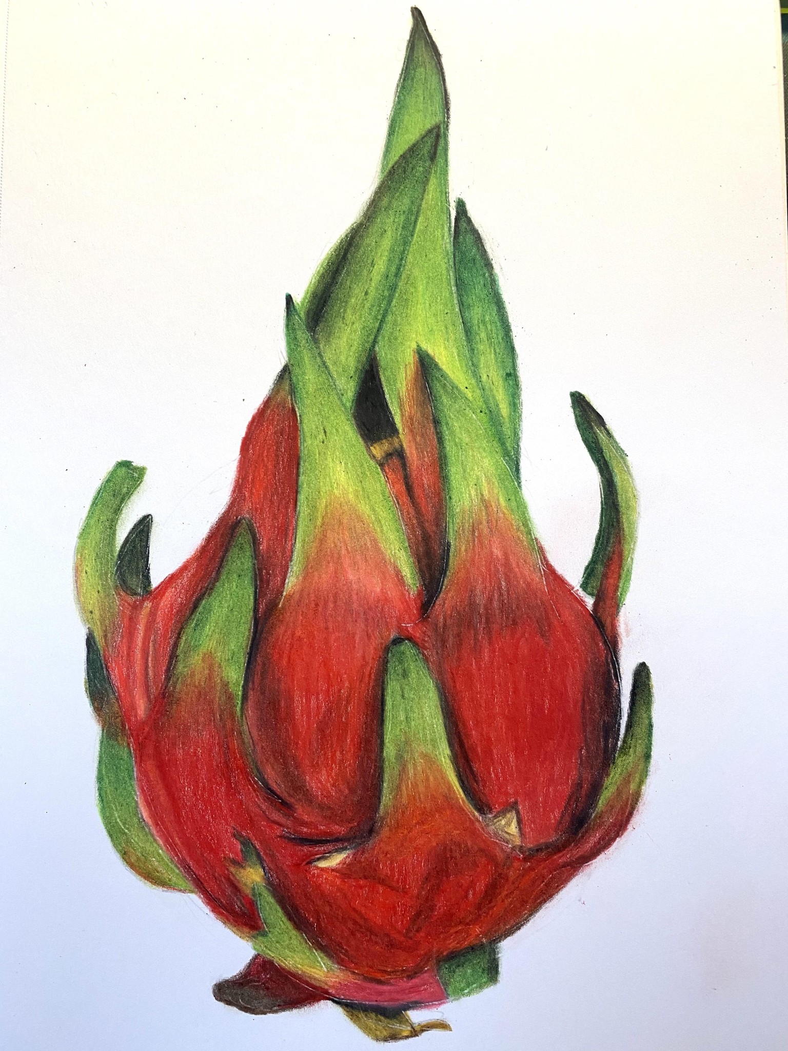 My first coloured pencil drawing - dragonfruit - image 4 - student project