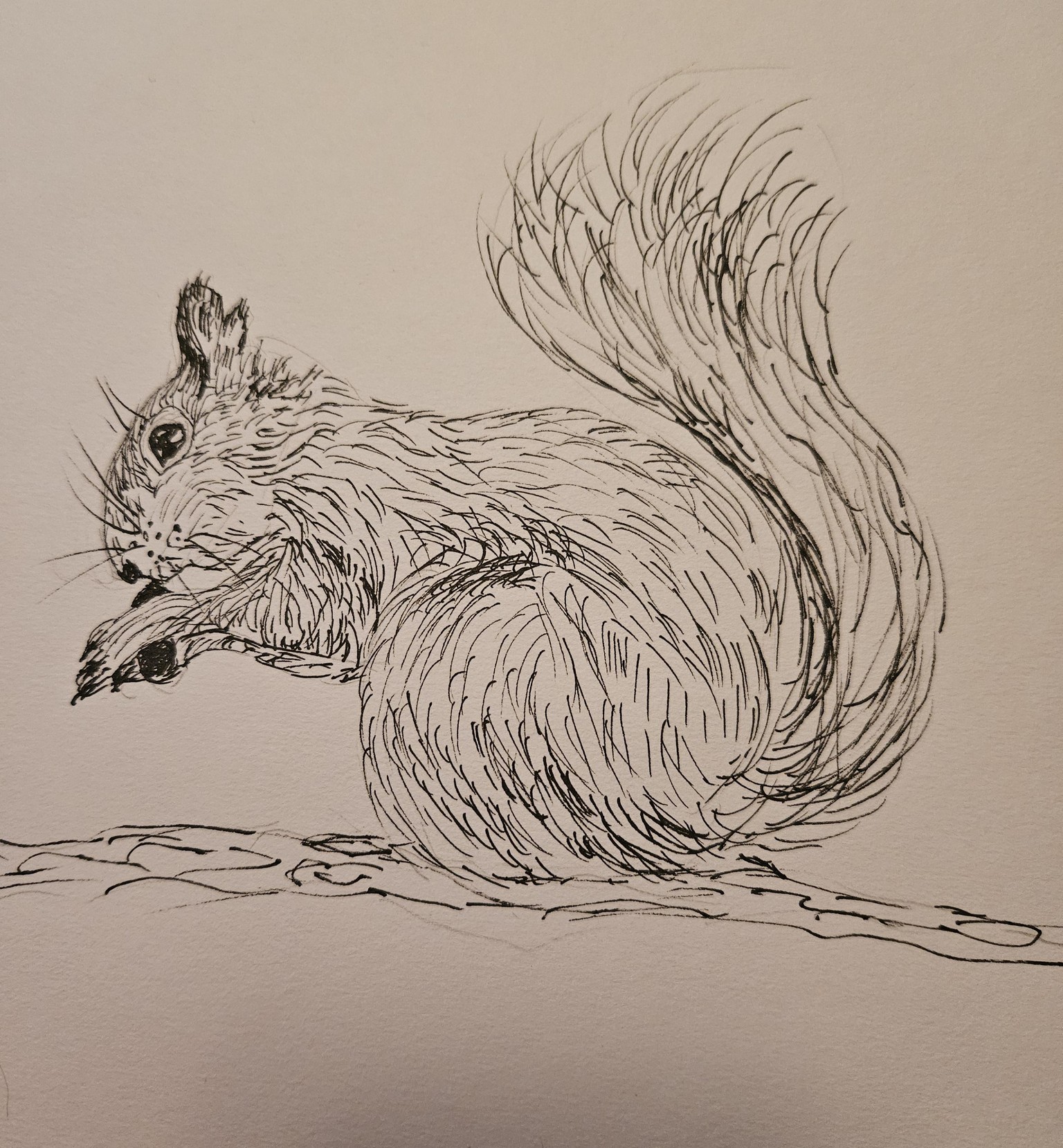 Ink squirrel - image 2 - student project