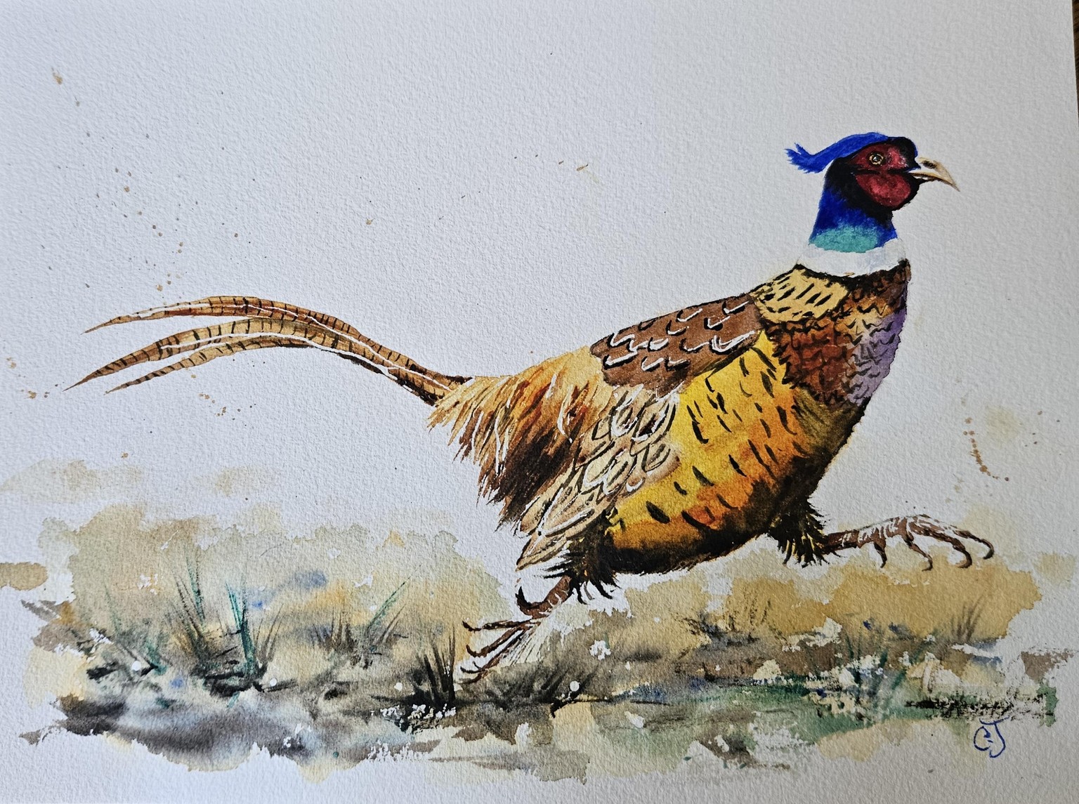 Pheasant - image 1 - student project