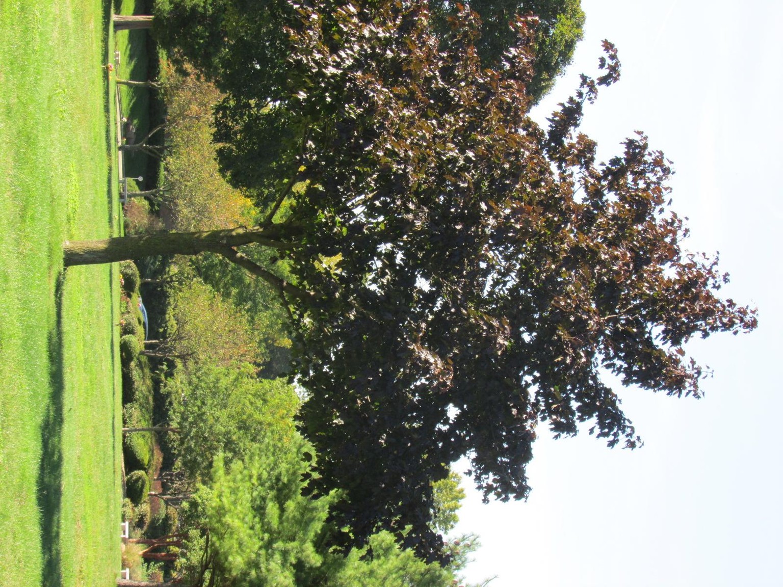Tree practice - image 4 - student project