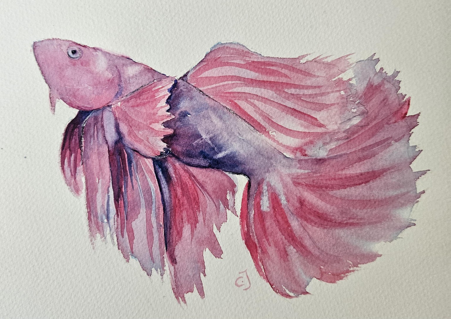Pink betta fish - image 1 - student project