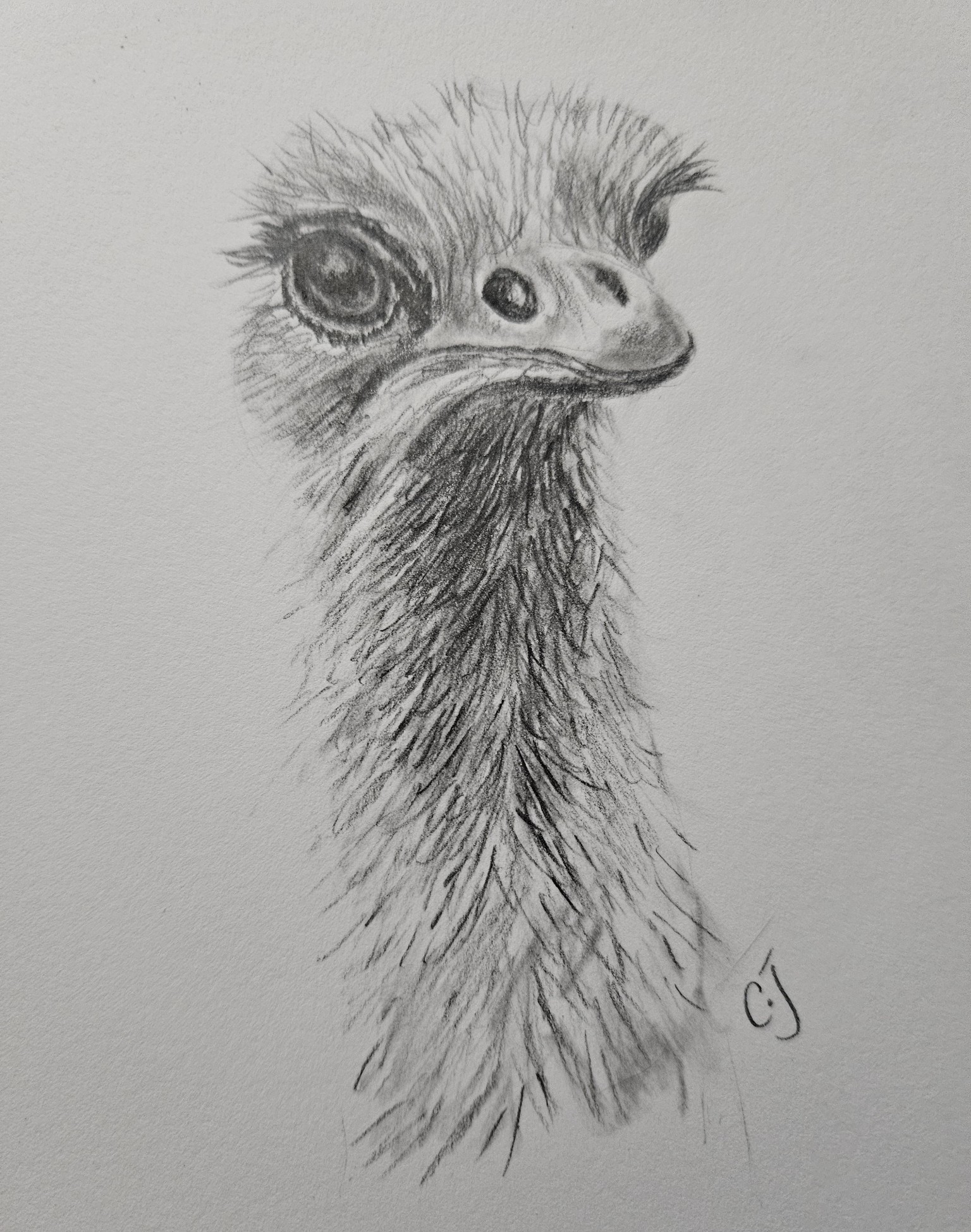 Ostrich in pencil - image 1 - student project