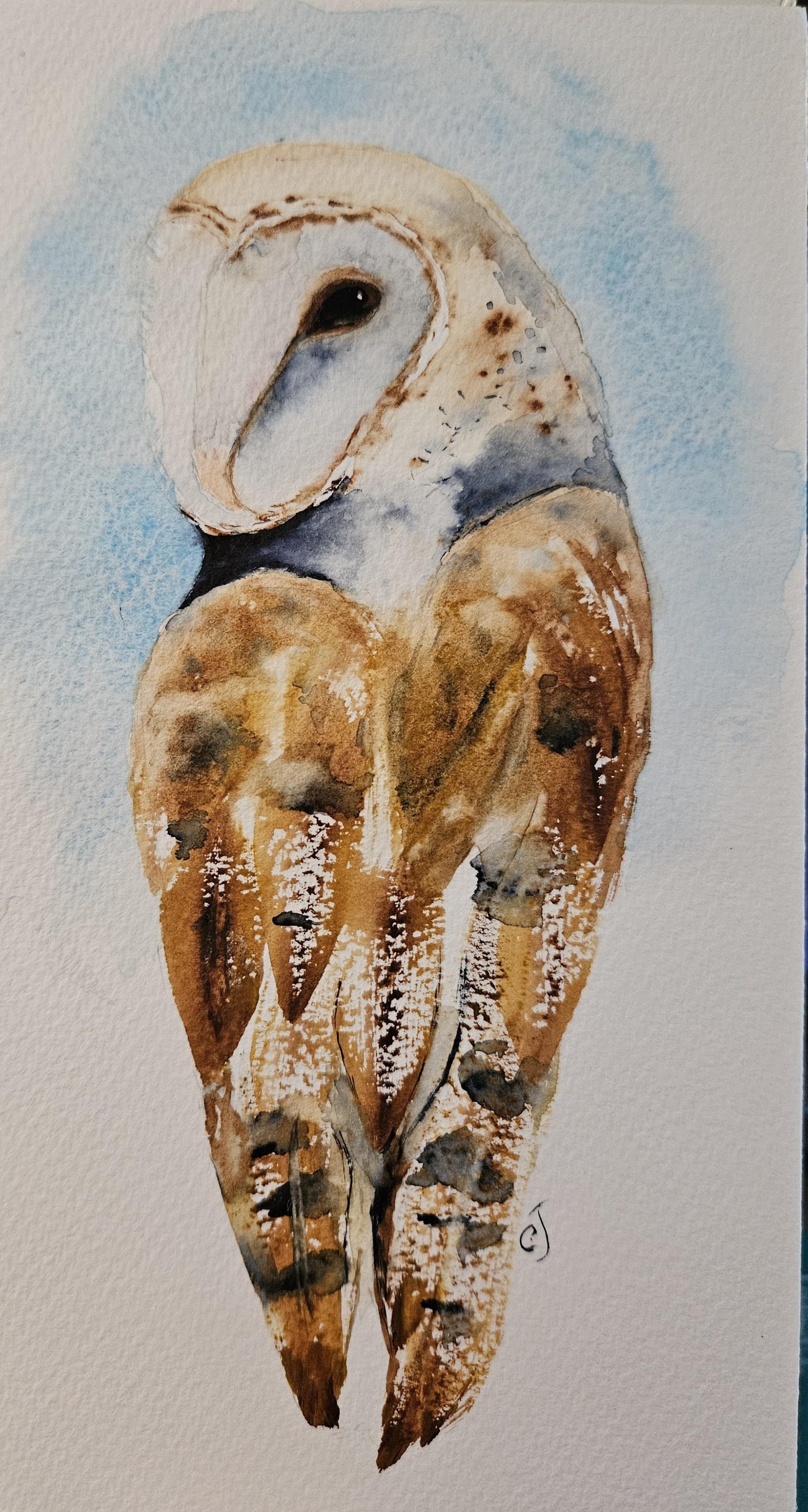 Barn owl - 051925 - image 1 - student project