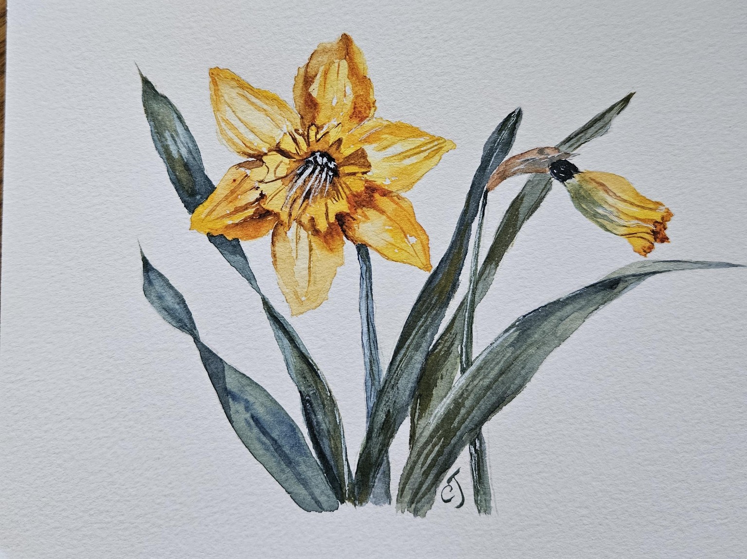 Daffodil - image 1 - student project