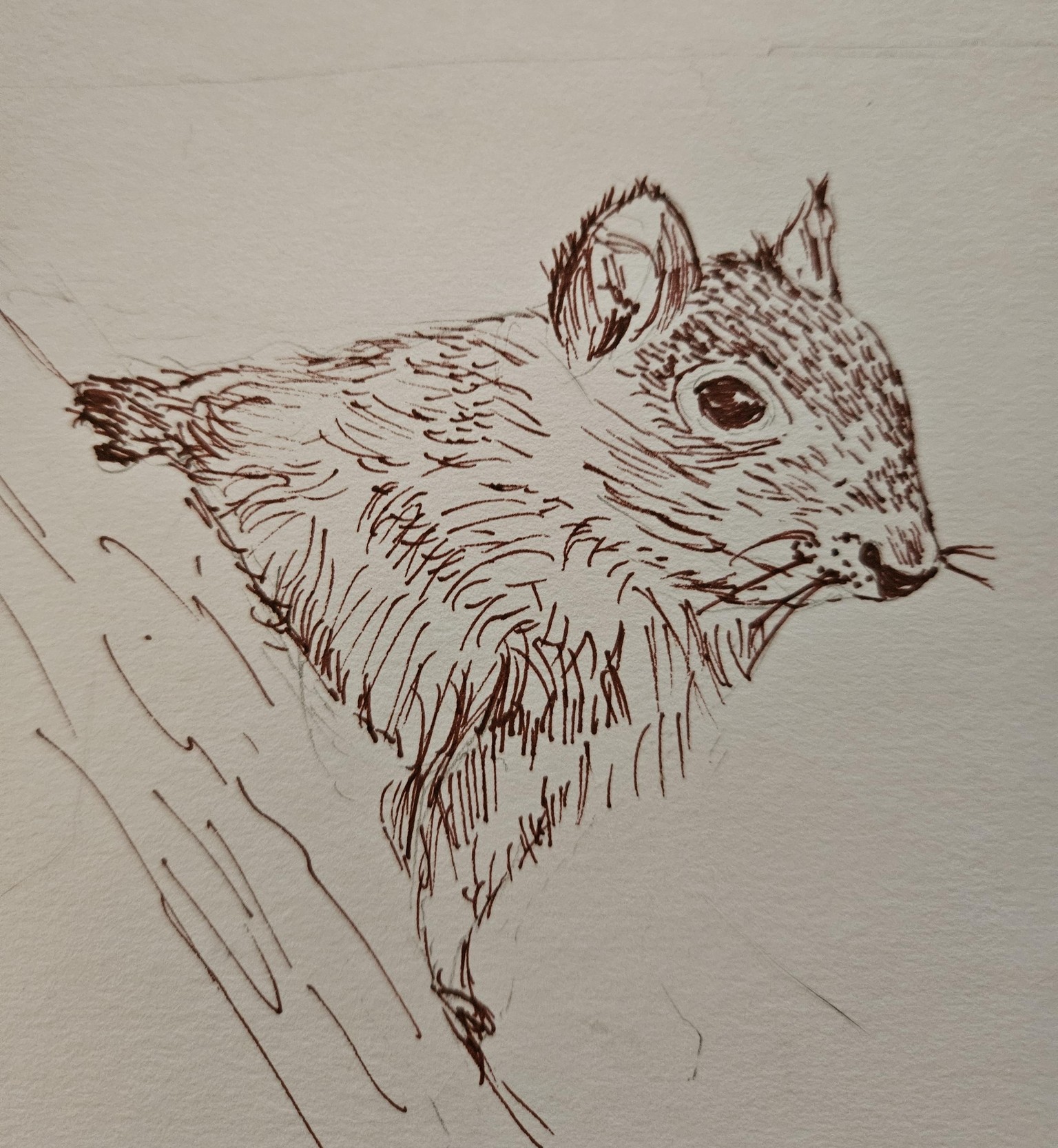Ink squirrel - image 1 - student project