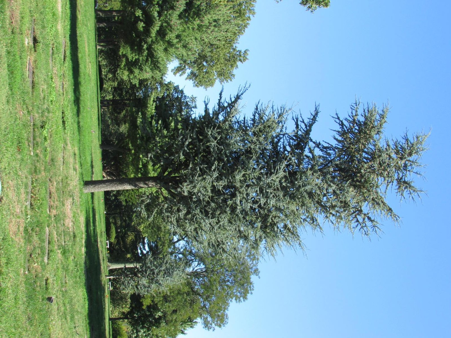 Tree practice - image 2 - student project