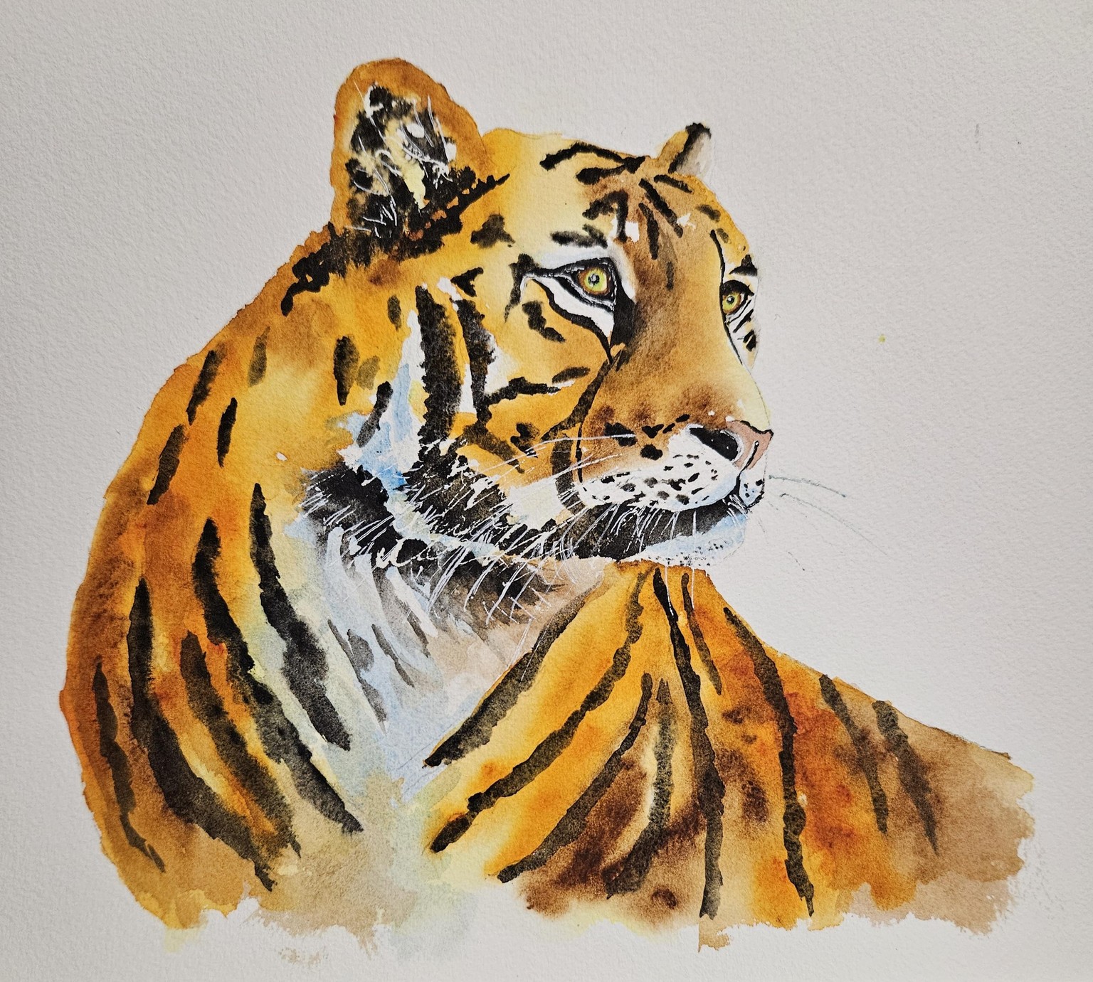 Tiger 103124 - image 1 - student project