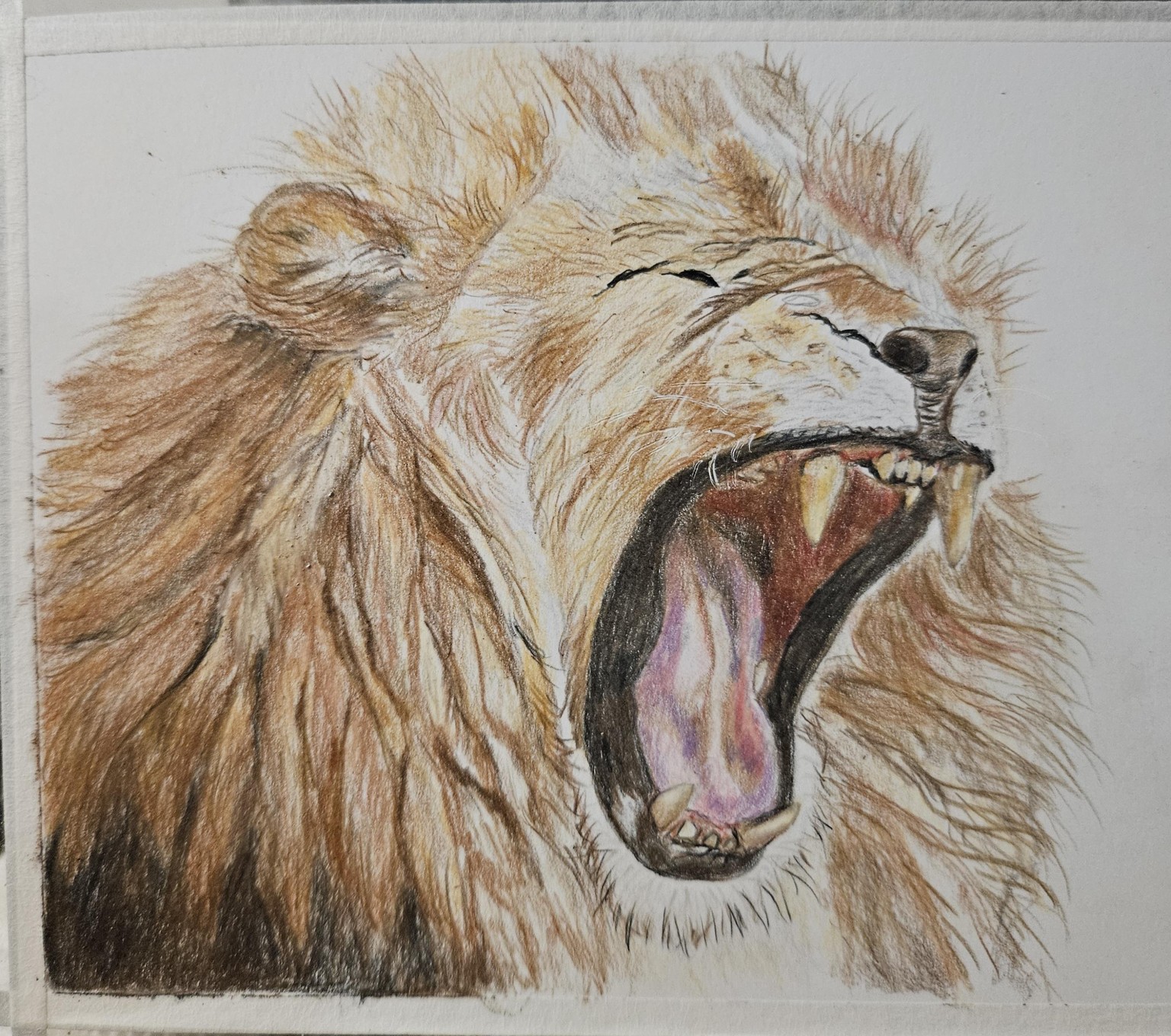 Lion colored pencils - image 1 - student project