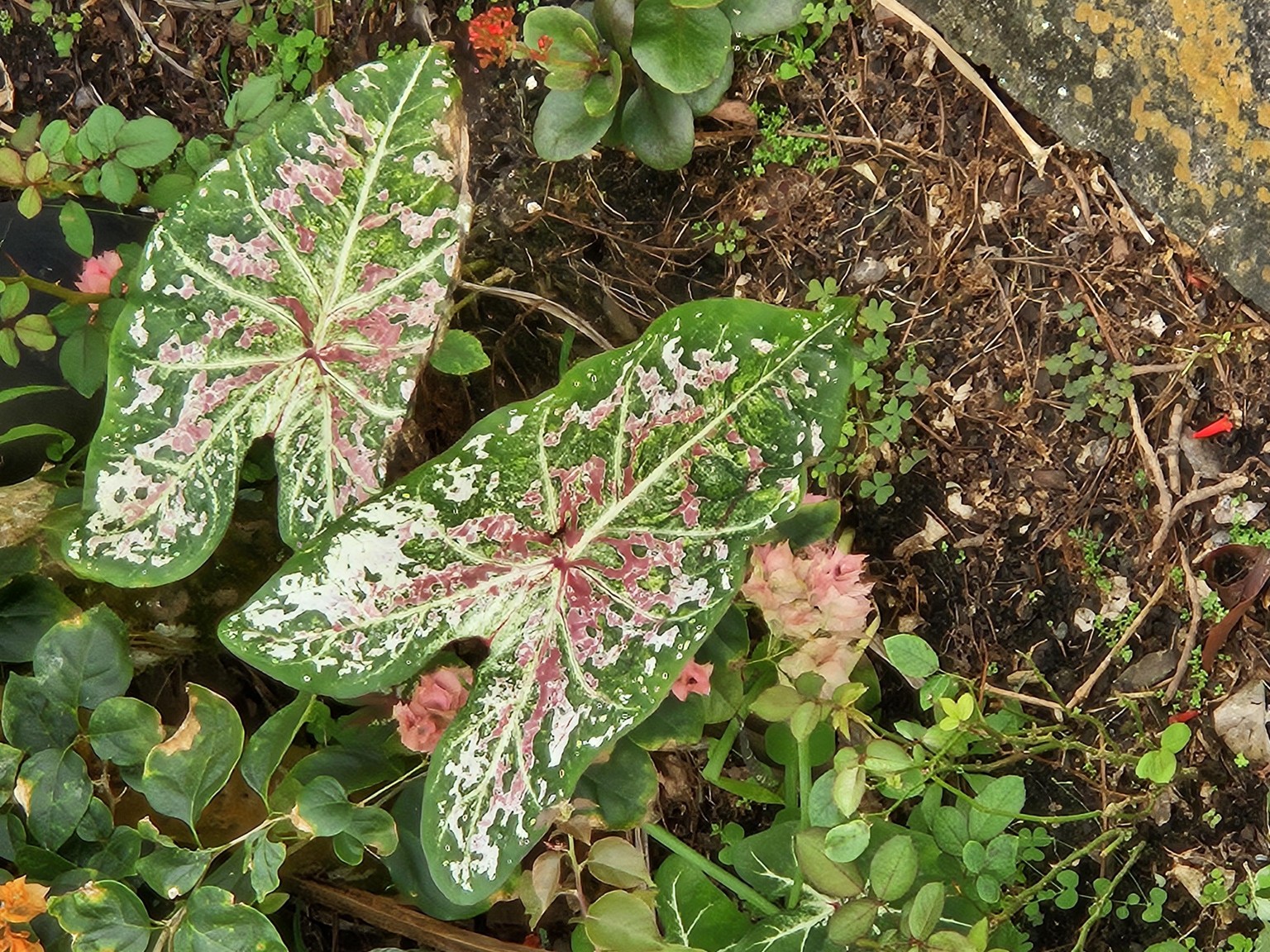 Chaotic foliage - image 1 - student project