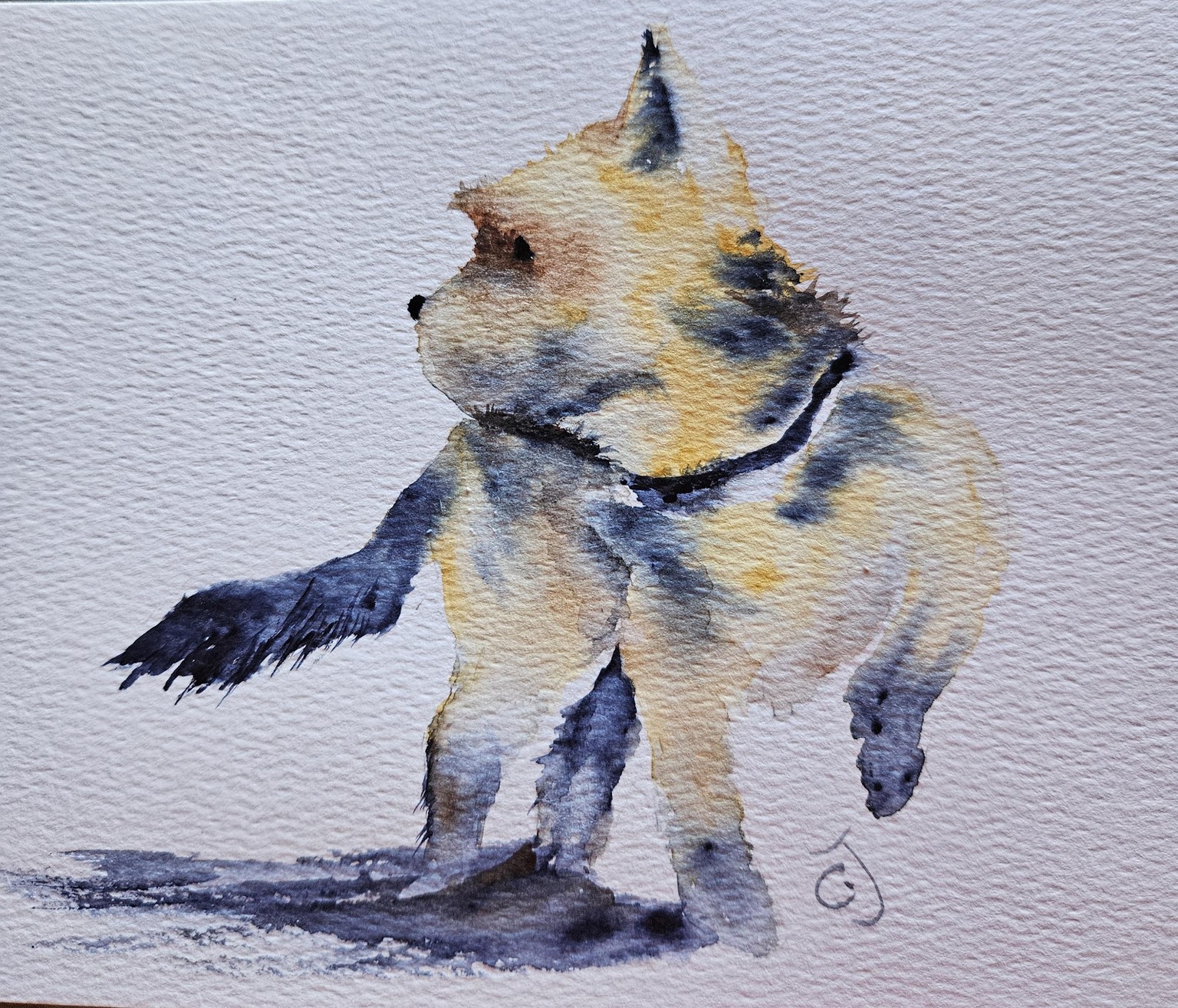 YORKSHIRE TERRIER - image 1 - student project