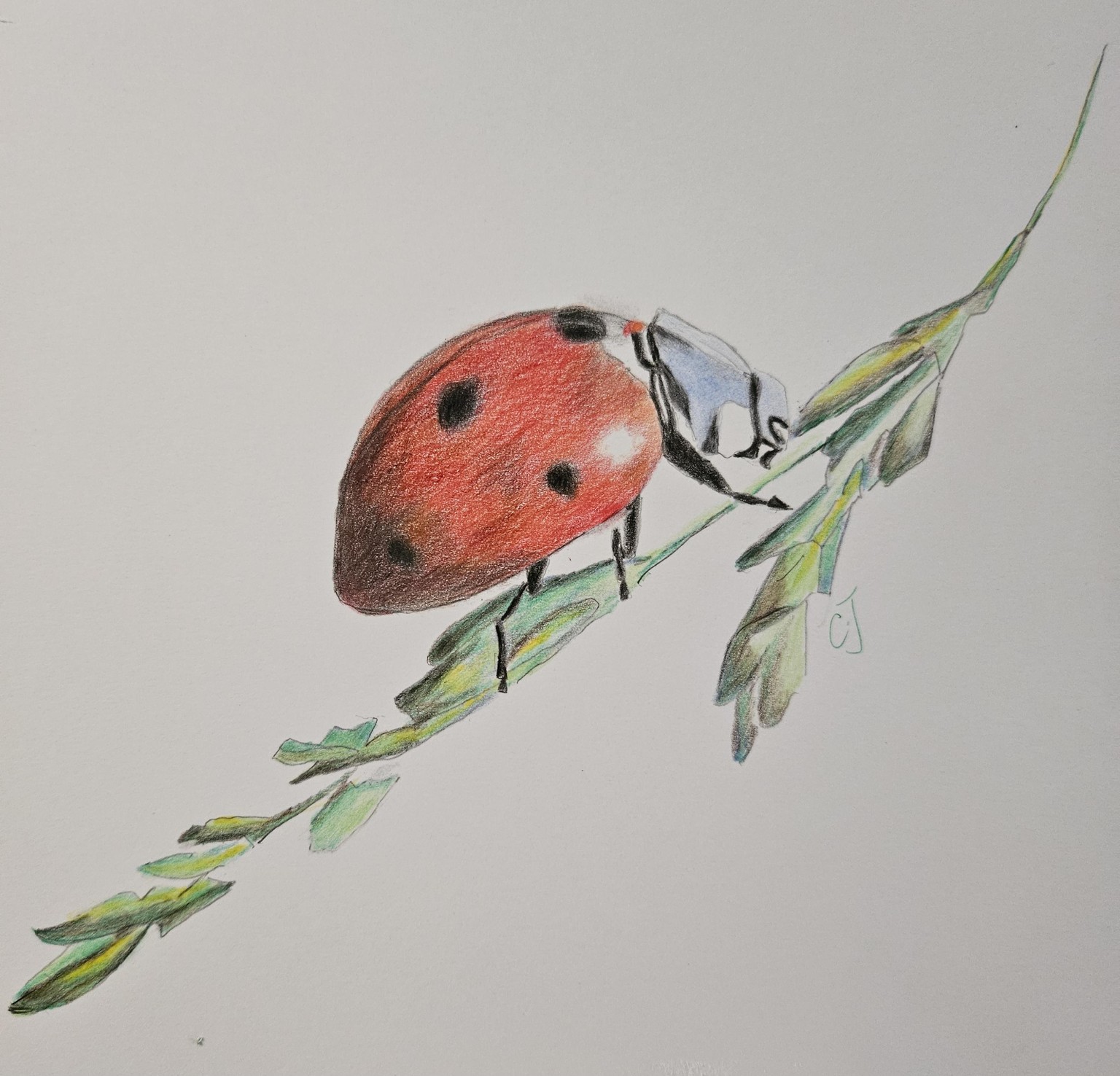 Ladybird pencils - image 1 - student project