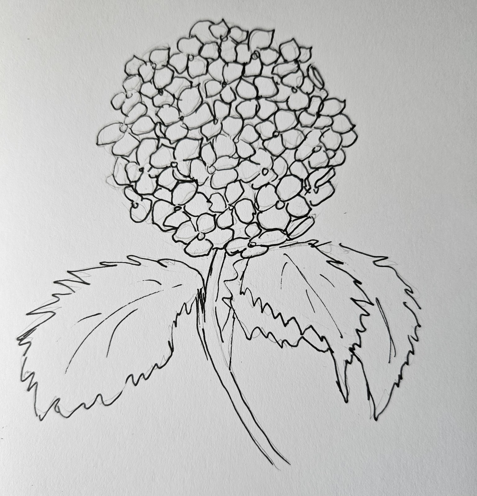 Hydrangea with markers - image 2 - student project