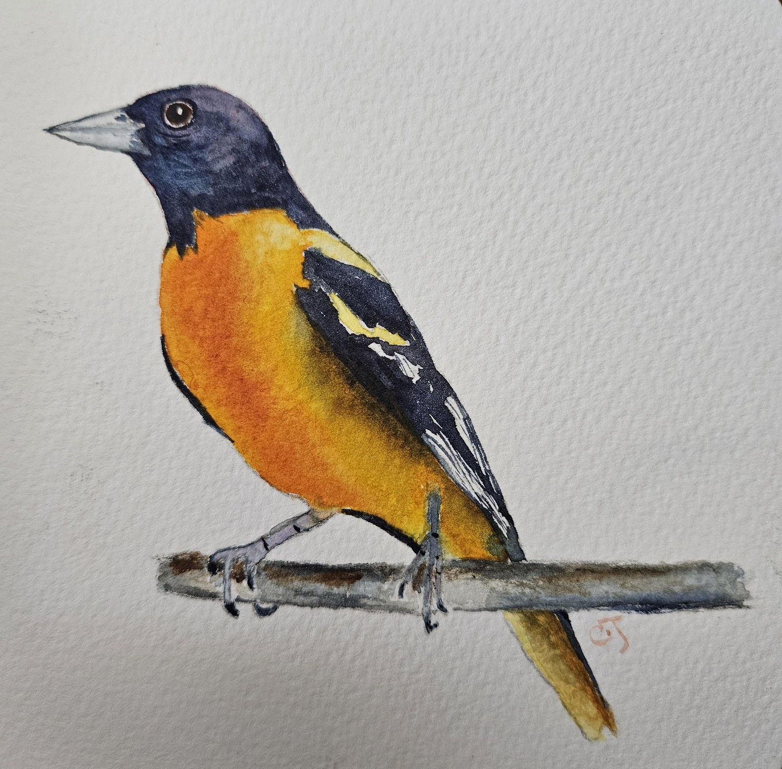 Orioles w/c - image 1 - student project