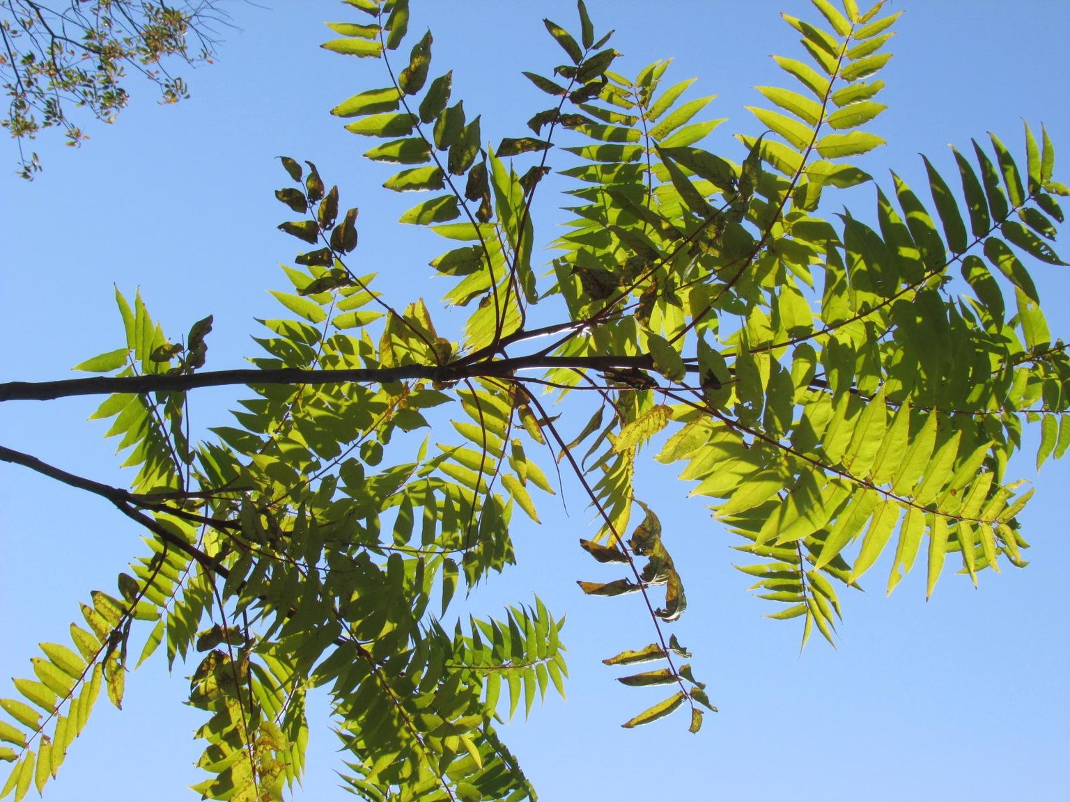 Tree practice - image 3 - student project