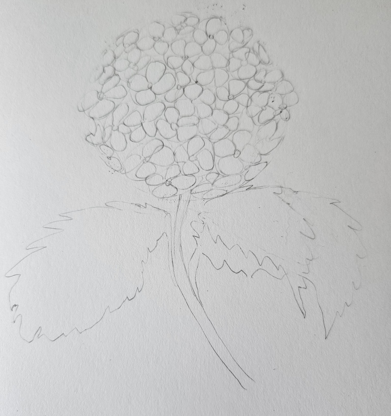 Hydrangea with markers - image 1 - student project
