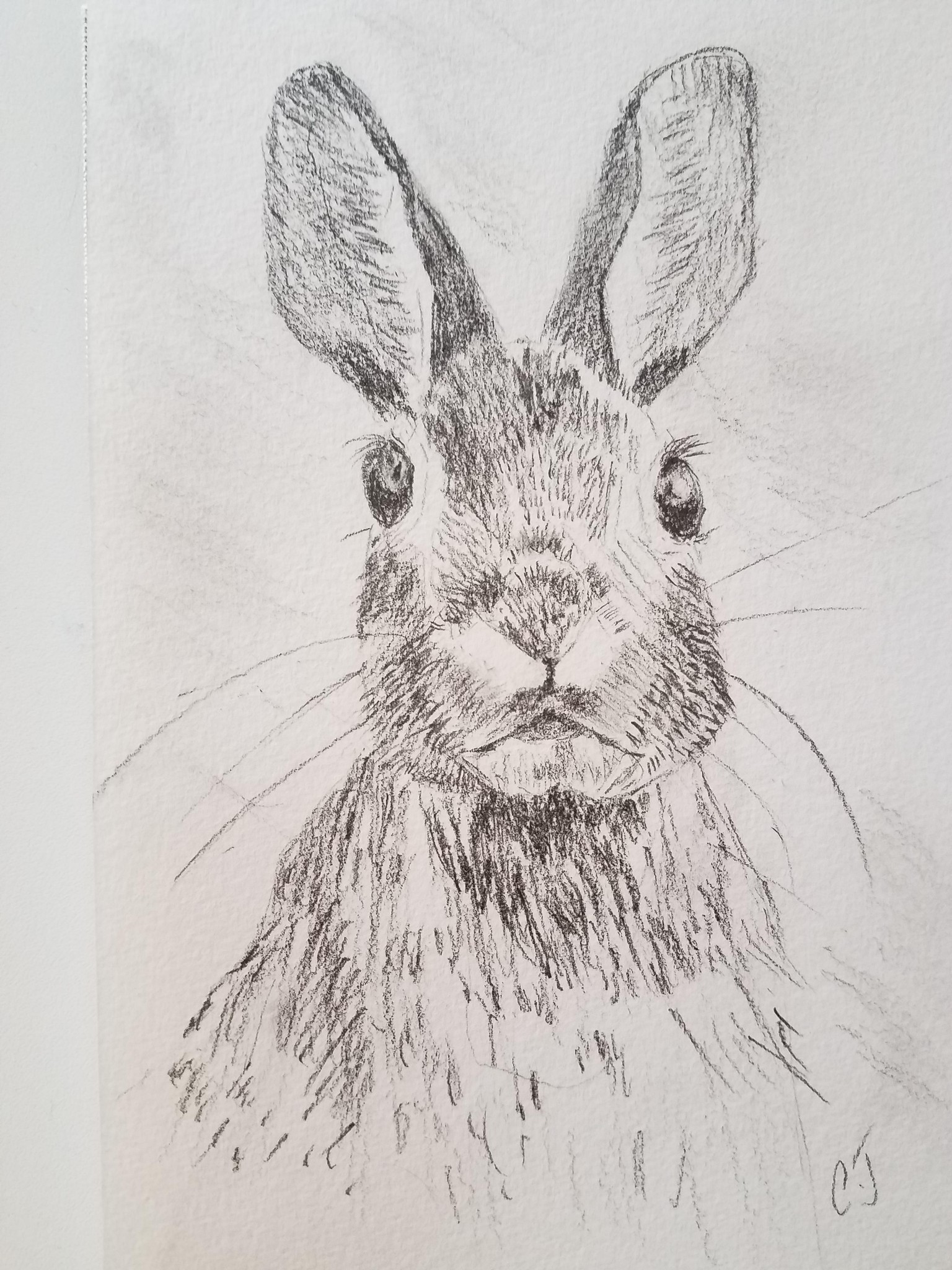Hare sketch - image 1 - student project