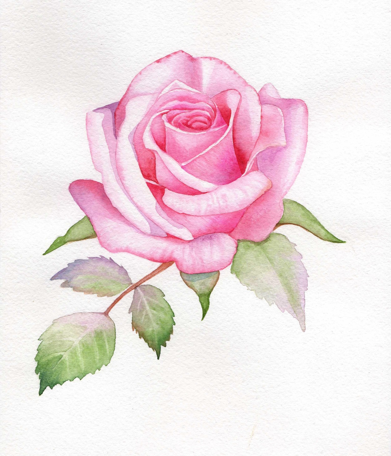 Watercolor Rose - image 1 - student project