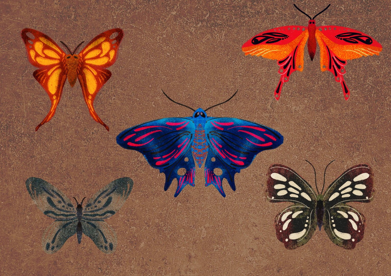 Butterflies and Textures - image 1 - student project