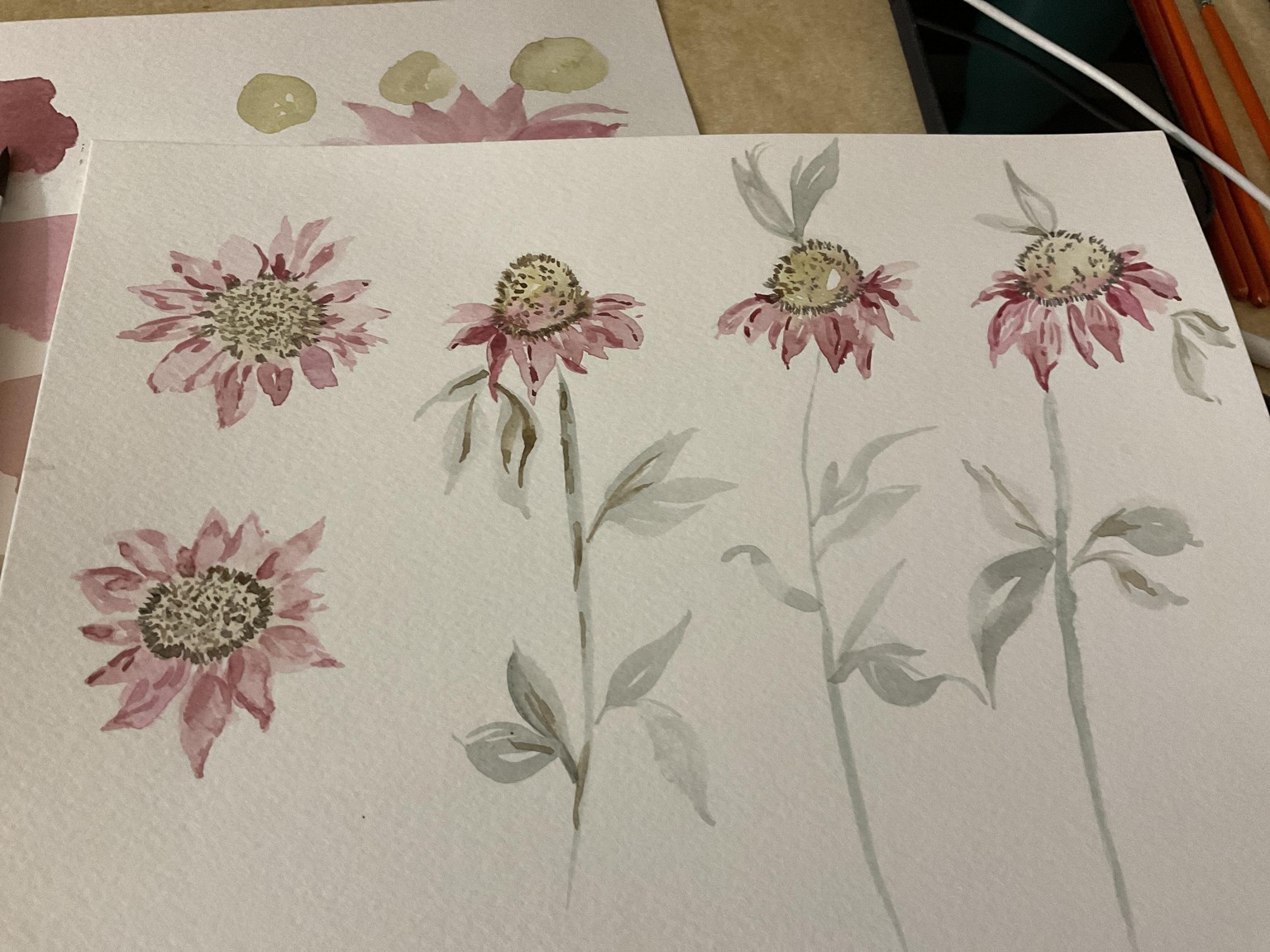 Punky’s 1st Coneflowers - thank you CRO! - image 1 - student project
