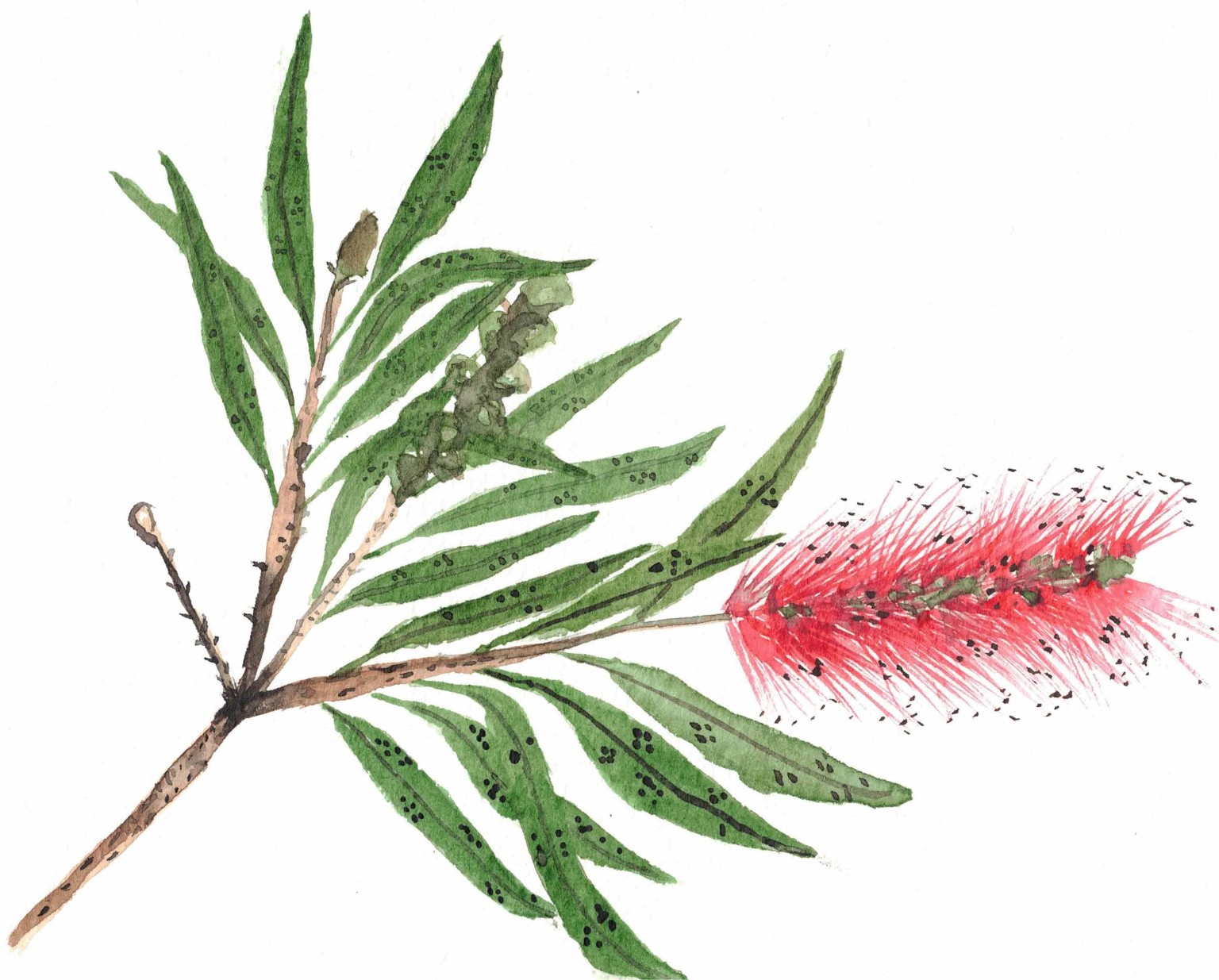 stem of bottle brush - image 1 - student project